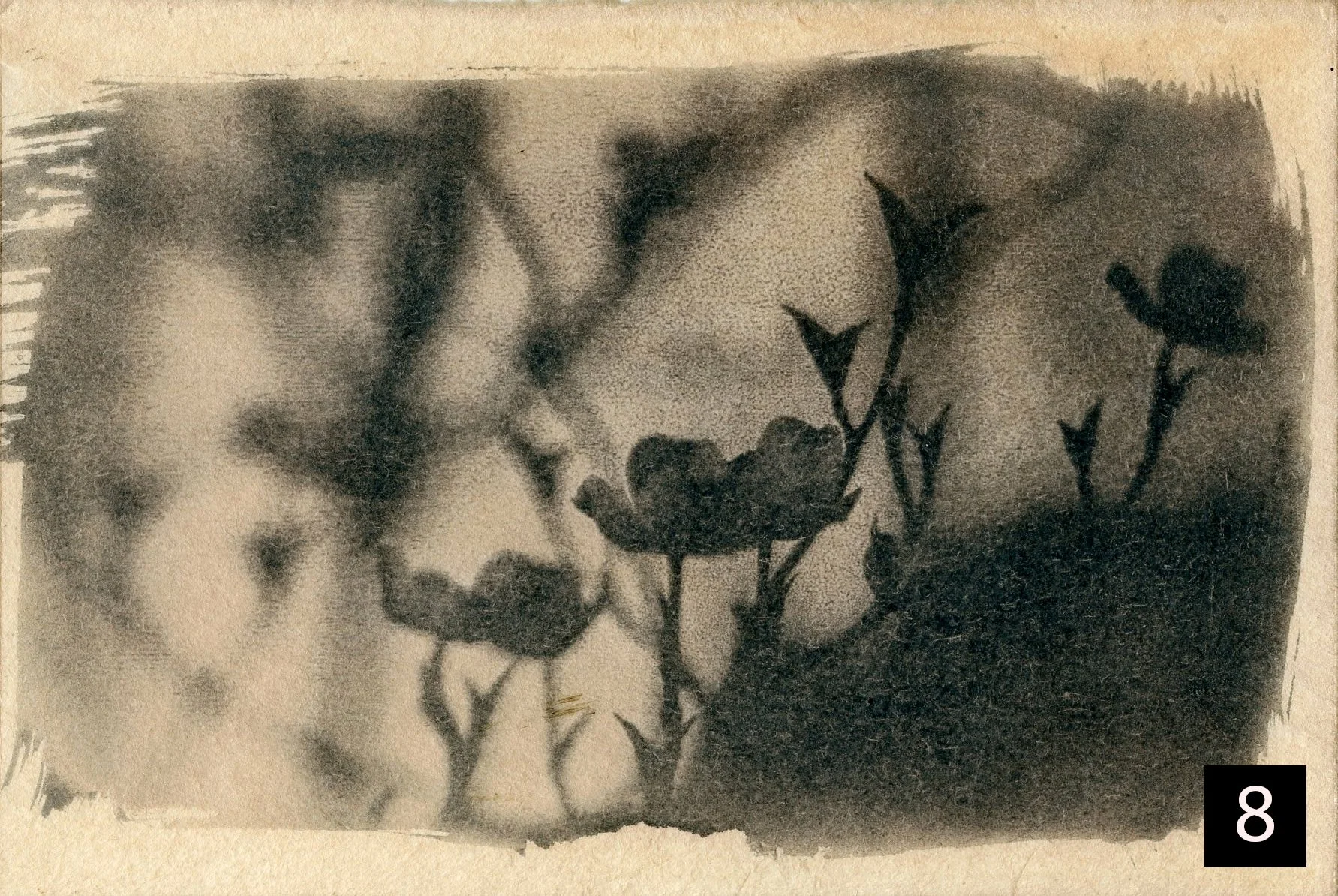 Dogwood008 number.jpg