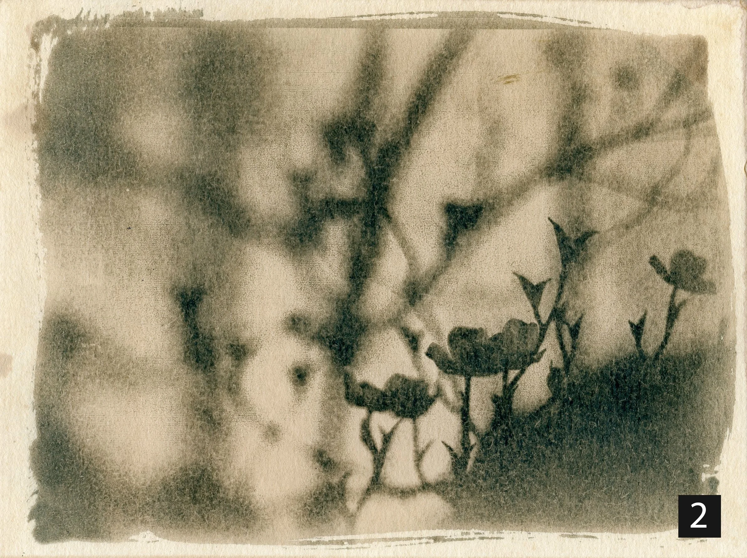 Dogwood002 number.jpg