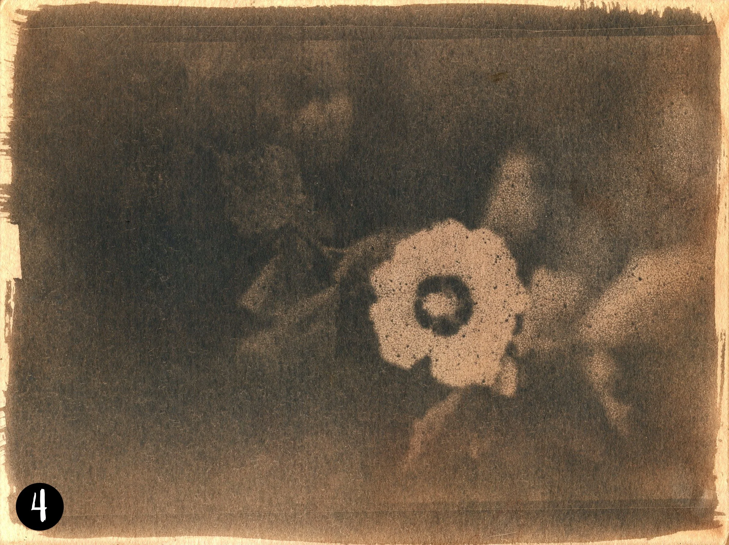 Magnolia004 number.jpg