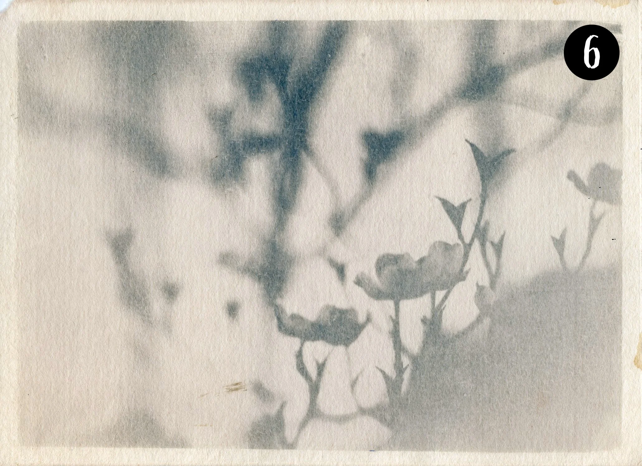 Dogwood006 number.jpg