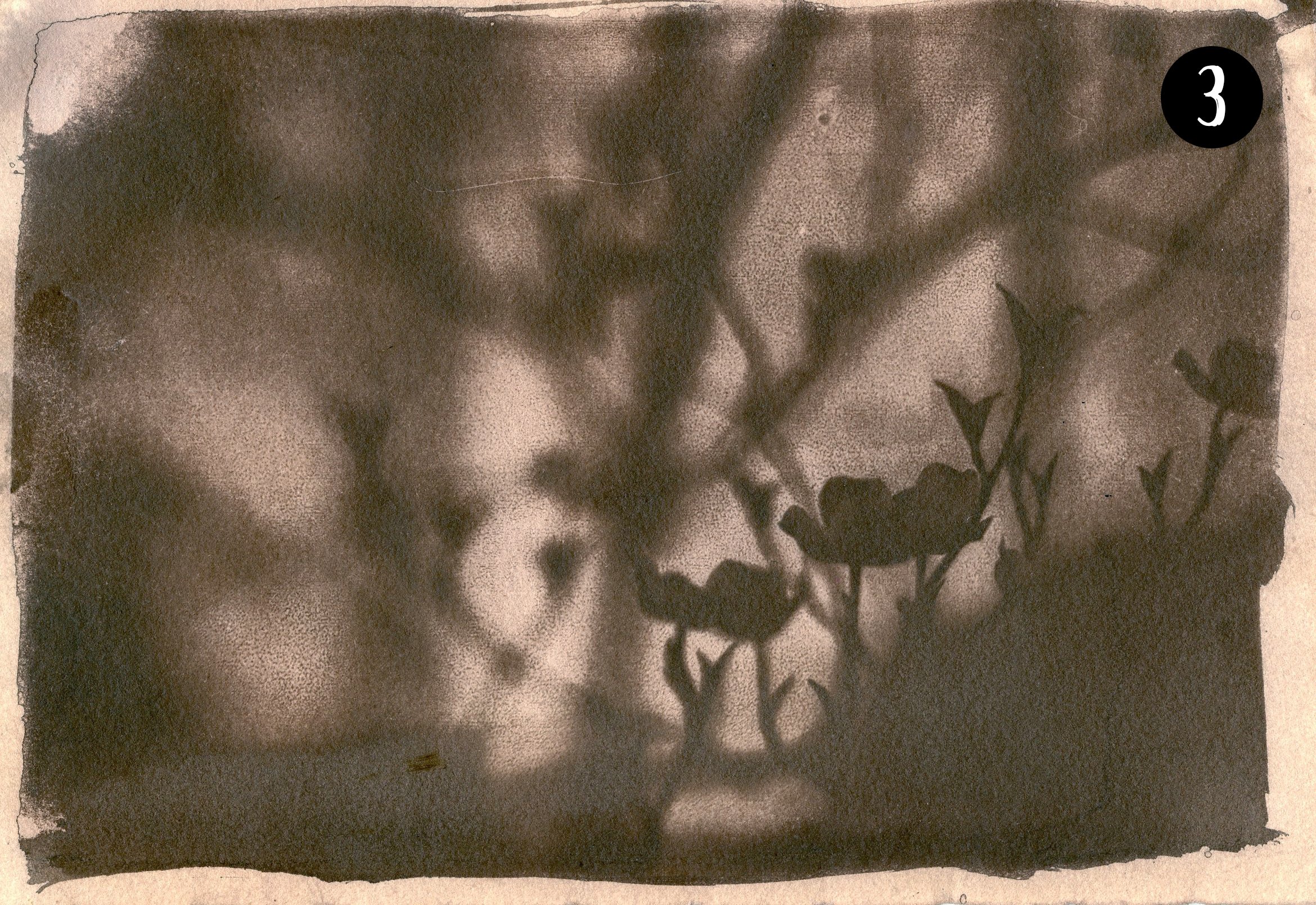 Dogwood003 number.jpg