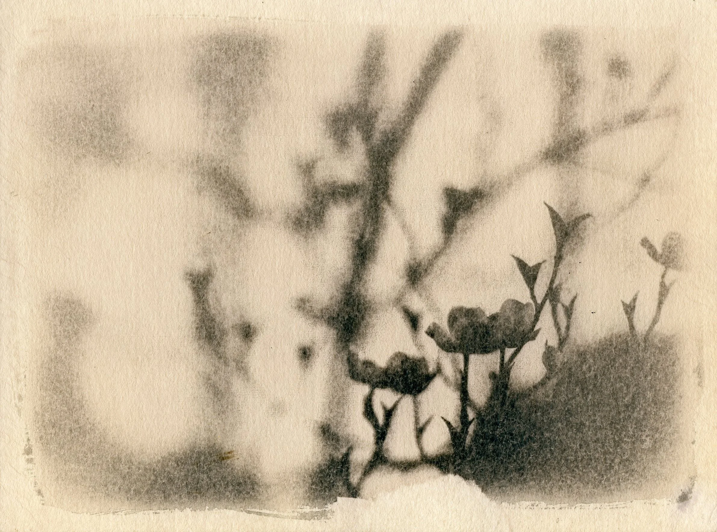 Dogwood001.jpg