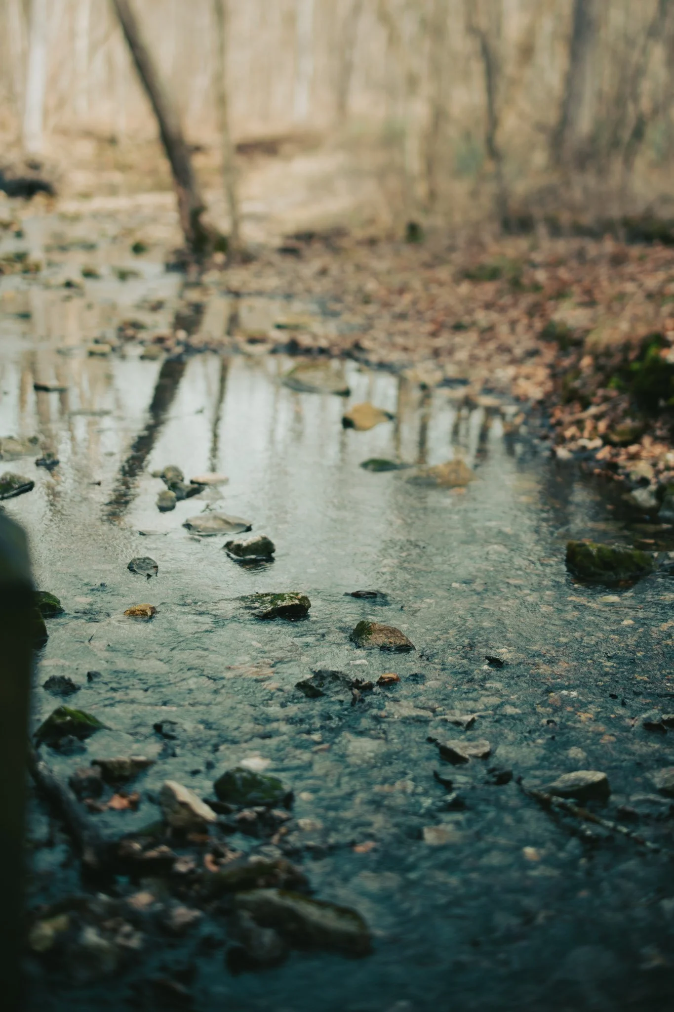 Rockbridge State Park | Missouri