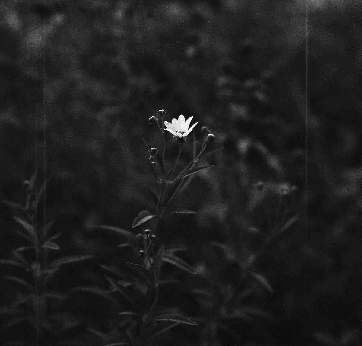 Forrester_Flower In the Dark.jpg