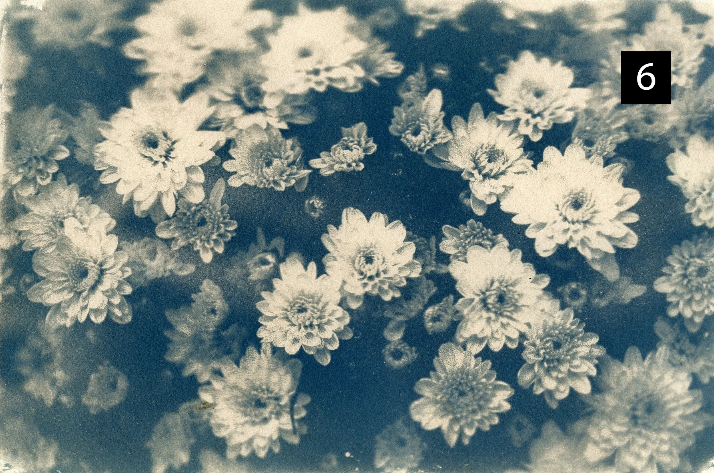 Flowers006 number.jpg