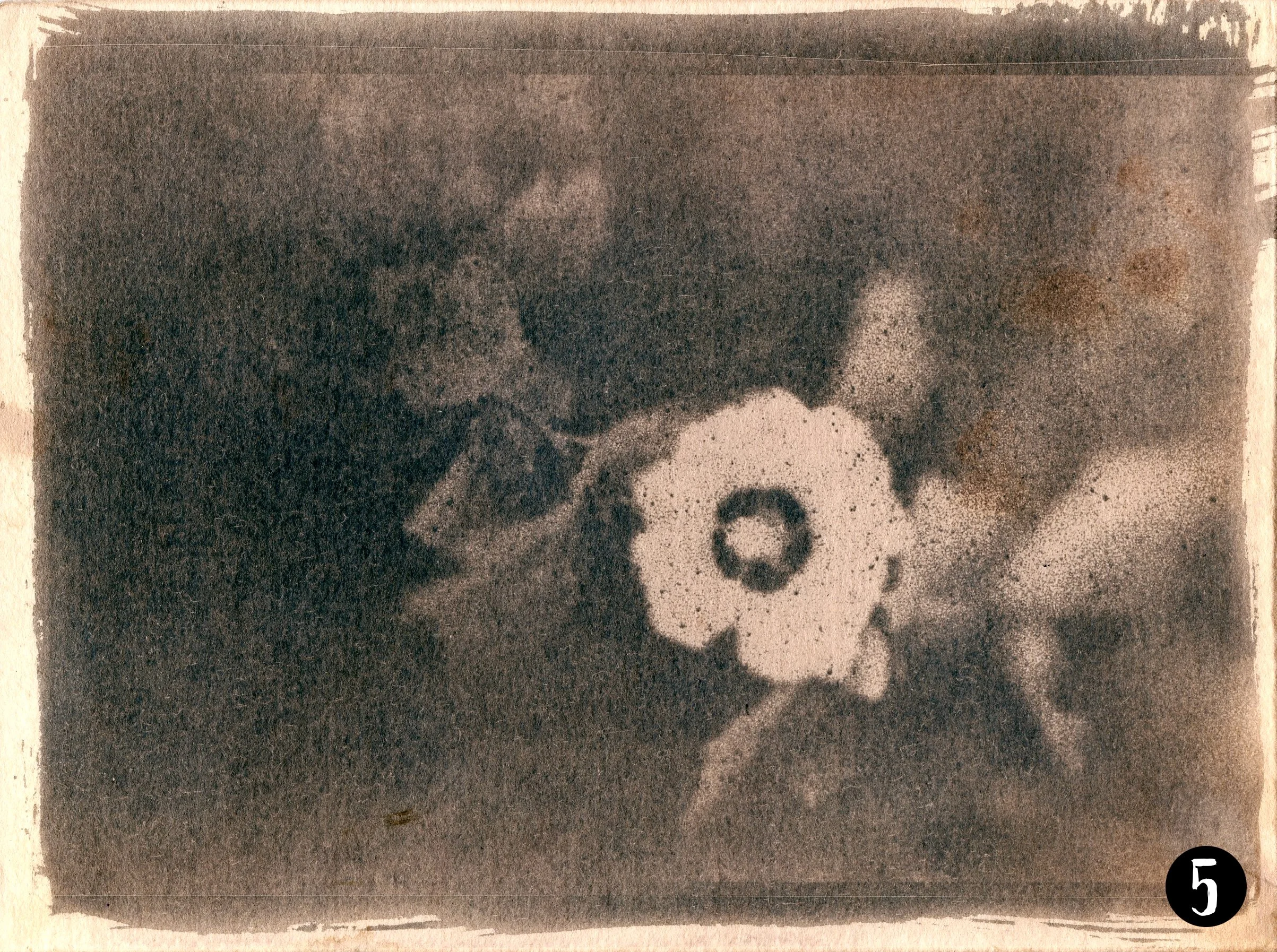 Magnolia005 number.jpg