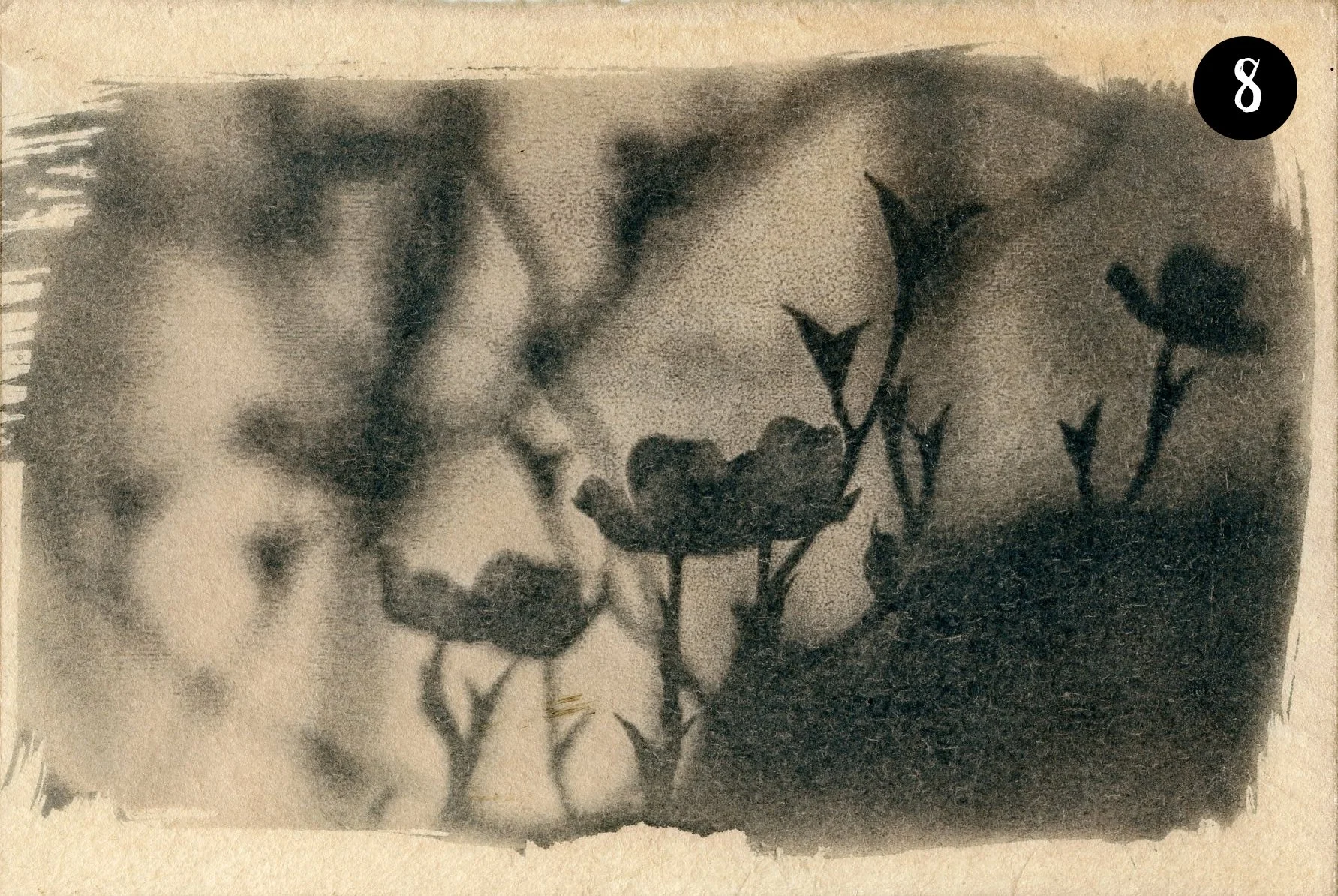 Dogwood008 number.jpg