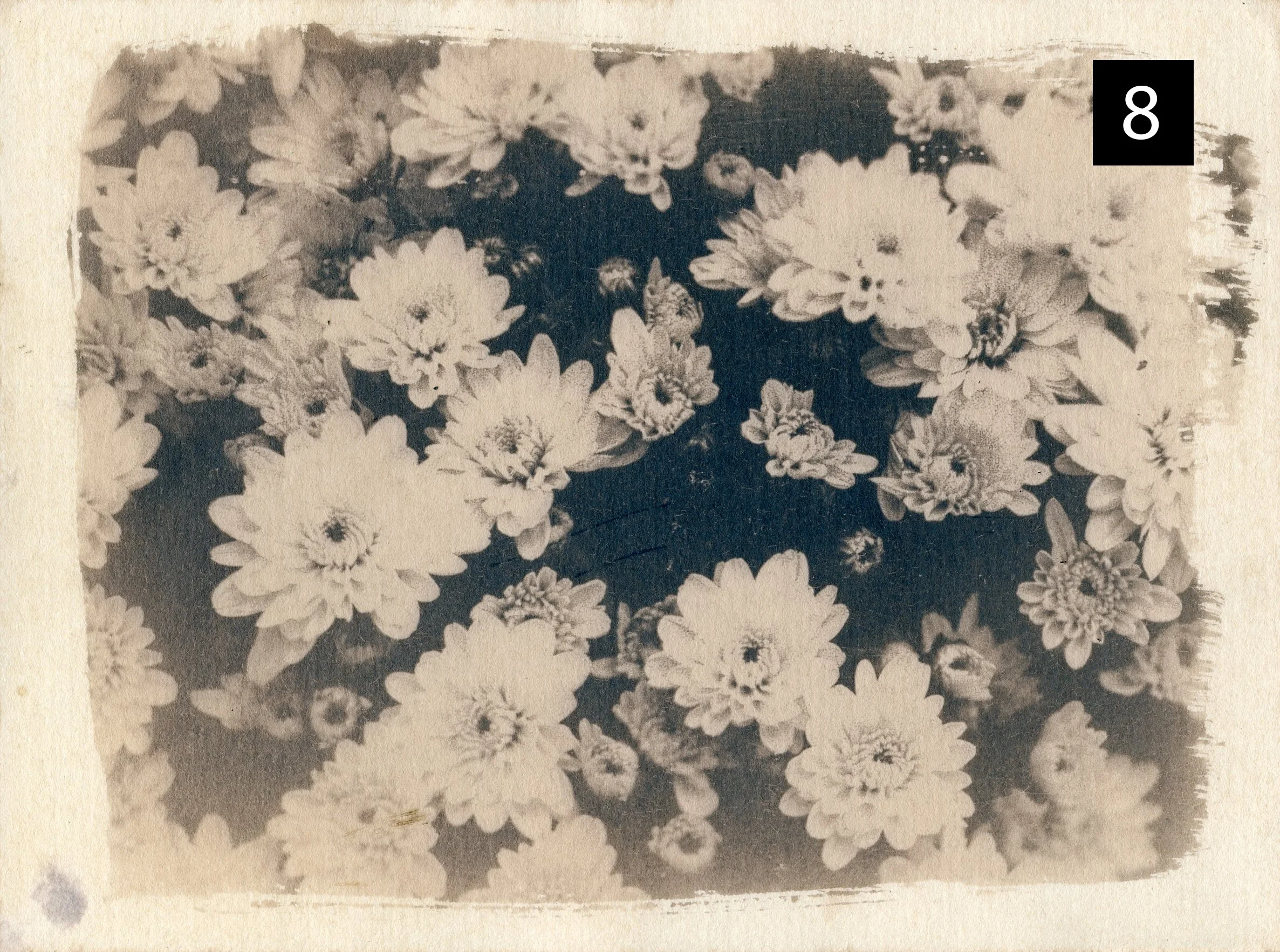 Flowers008 number.jpg