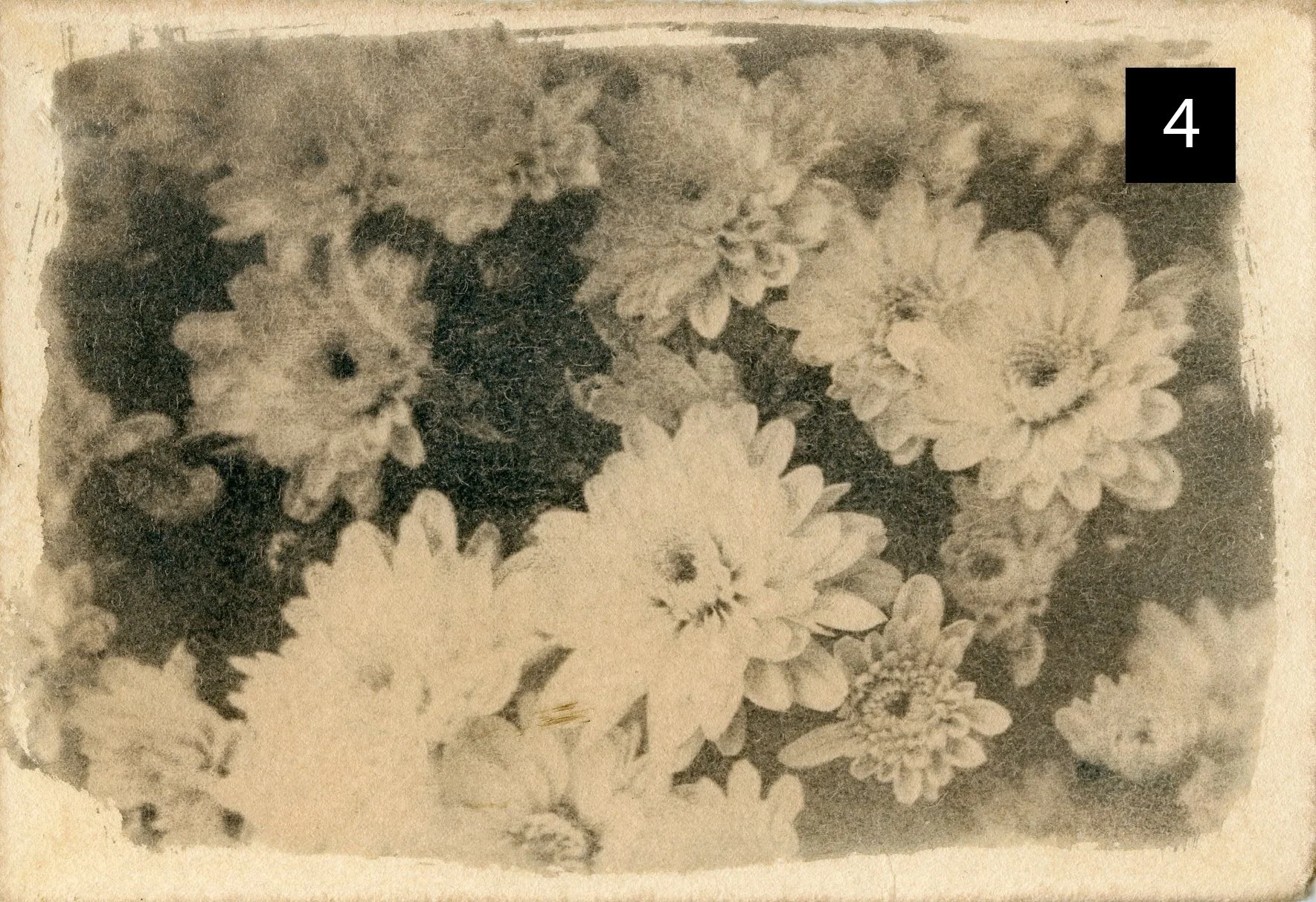 Flowers004 number.jpg