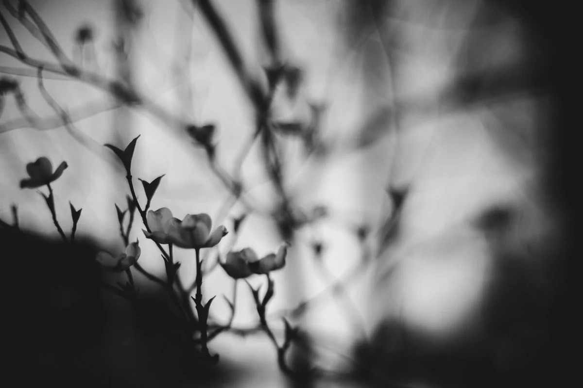 Forrester_Dogwood in the Dark.jpg