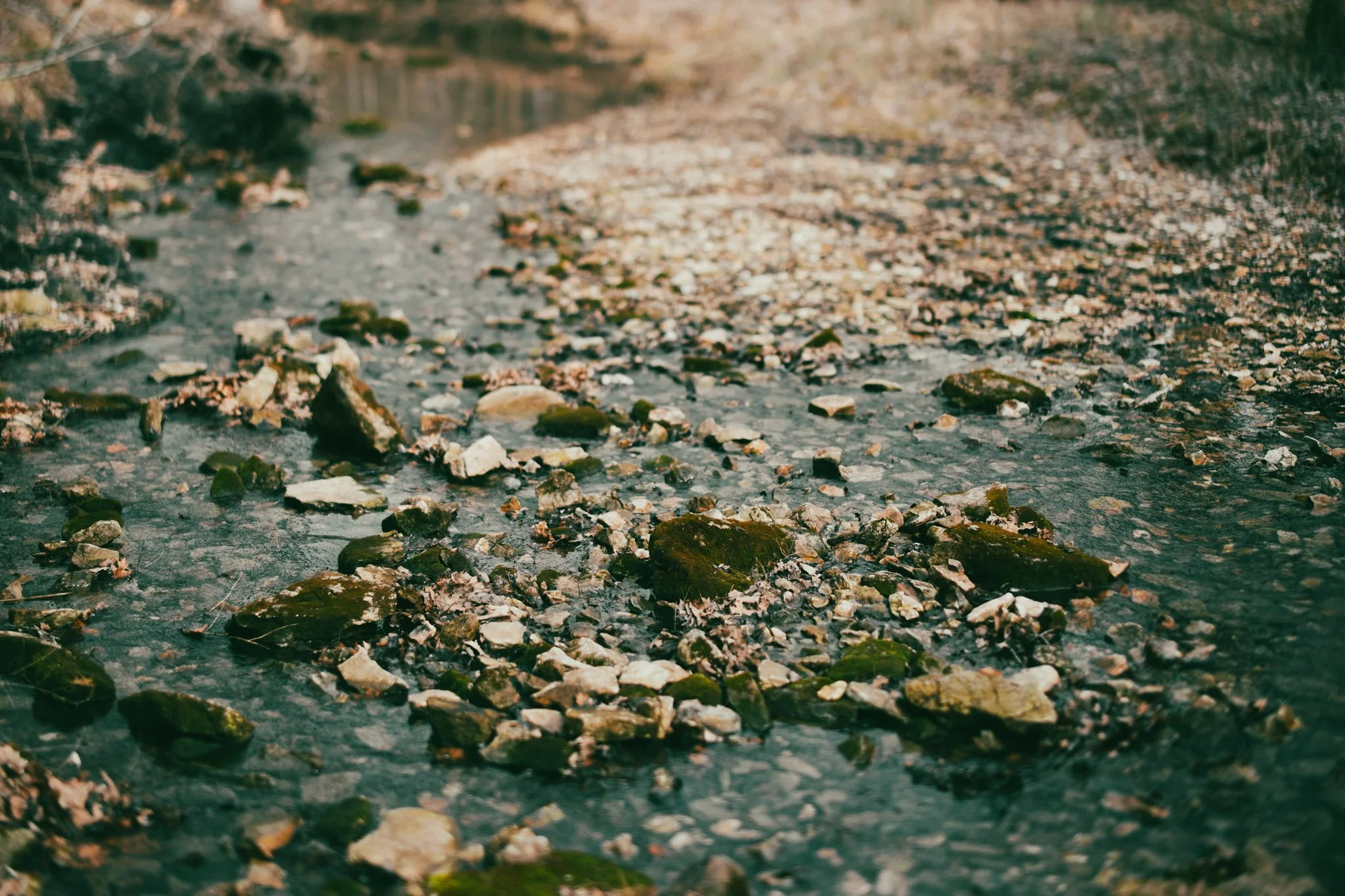 Rockbridge State Park | Missouri
