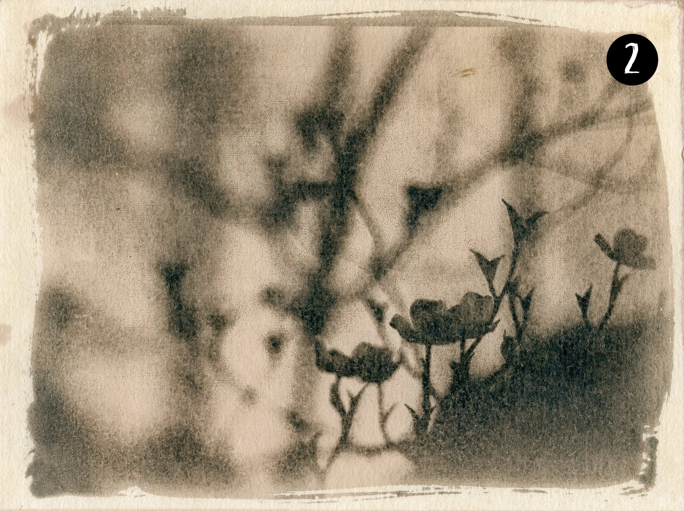 Dogwood002 number.jpg