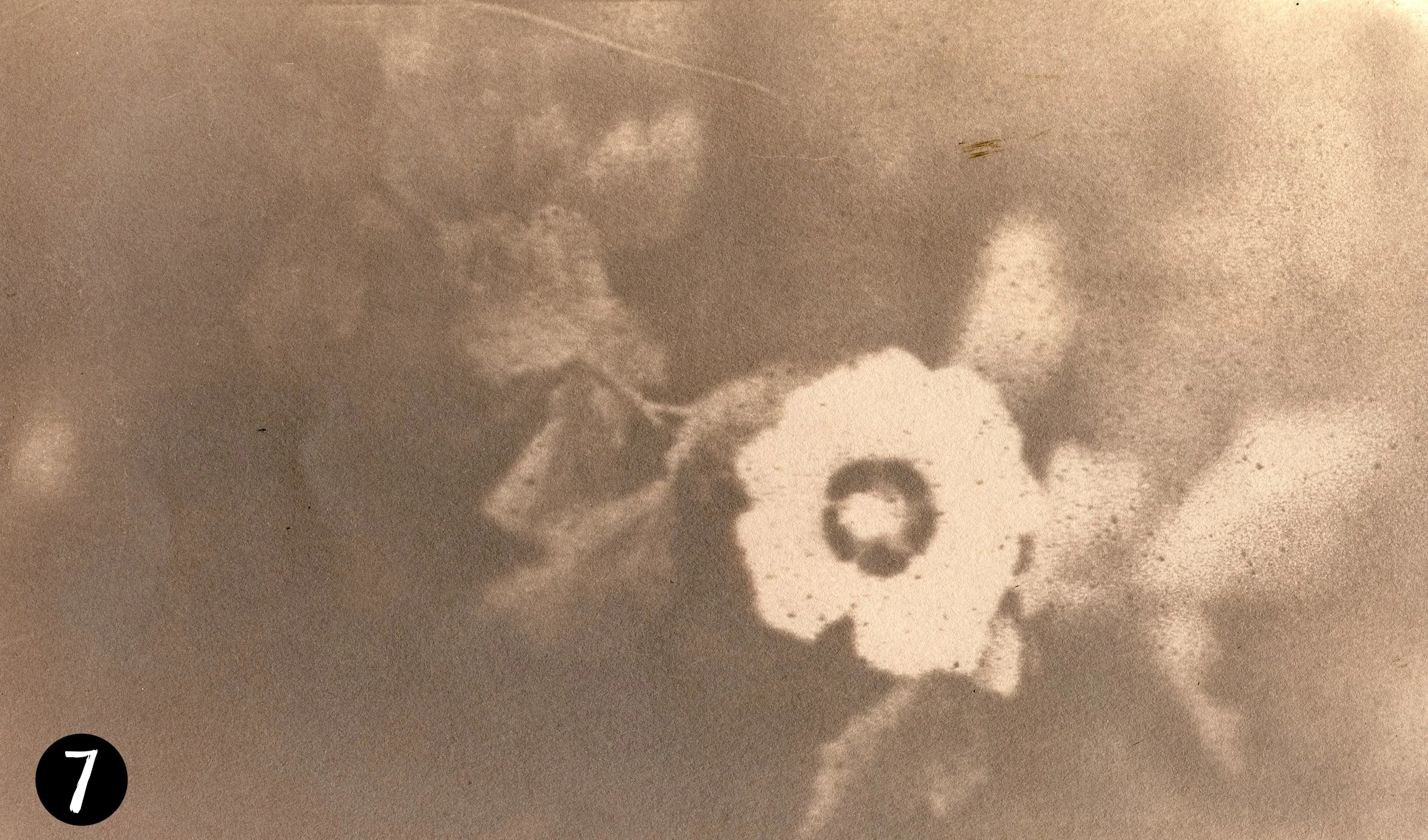 Magnolia007 number.jpg