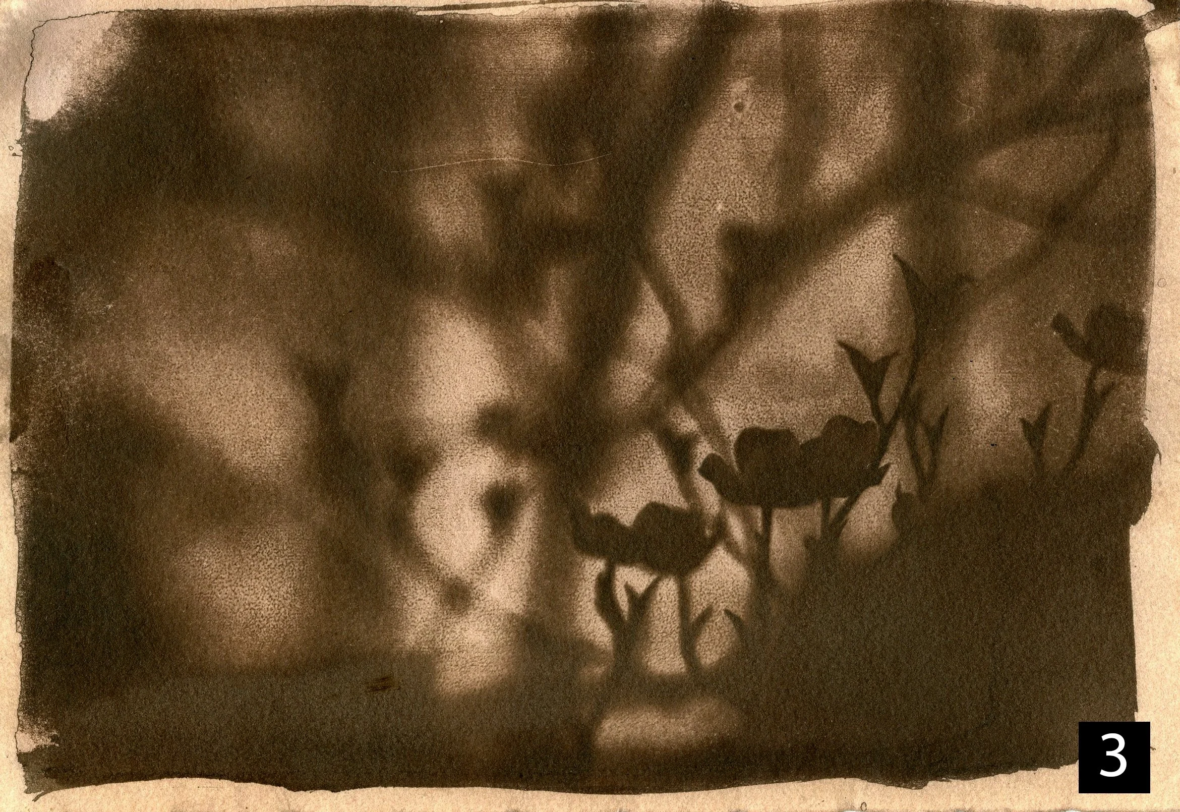 Dogwood003 number.jpg