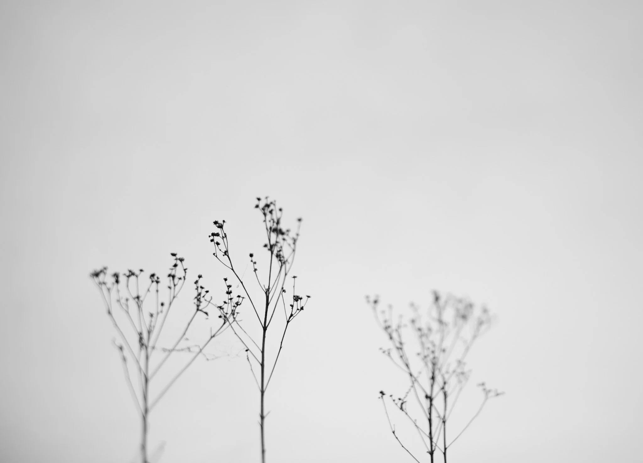 20150510-DSC_0026.jpg
