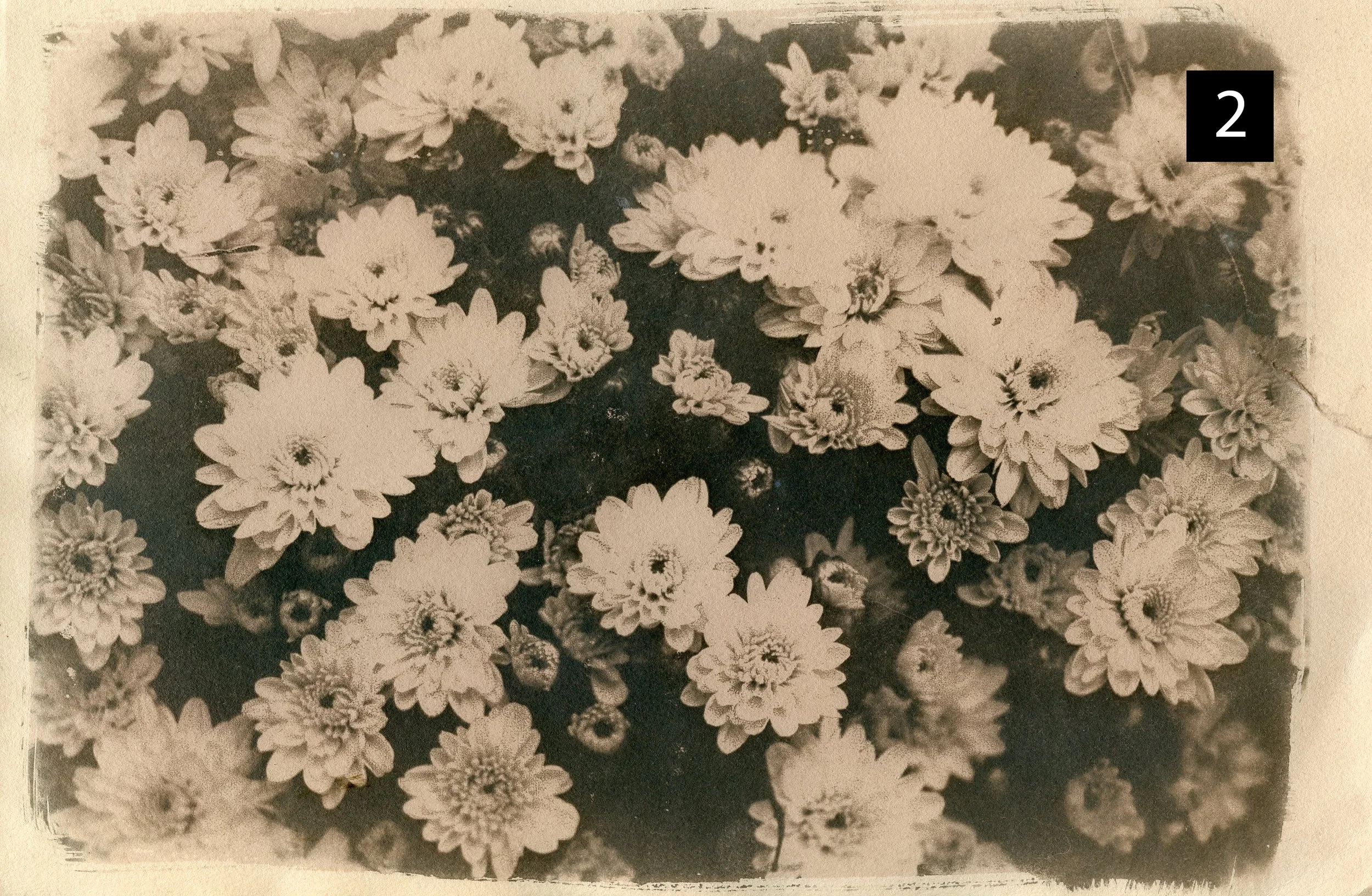 White Flowers Cyanotype Print