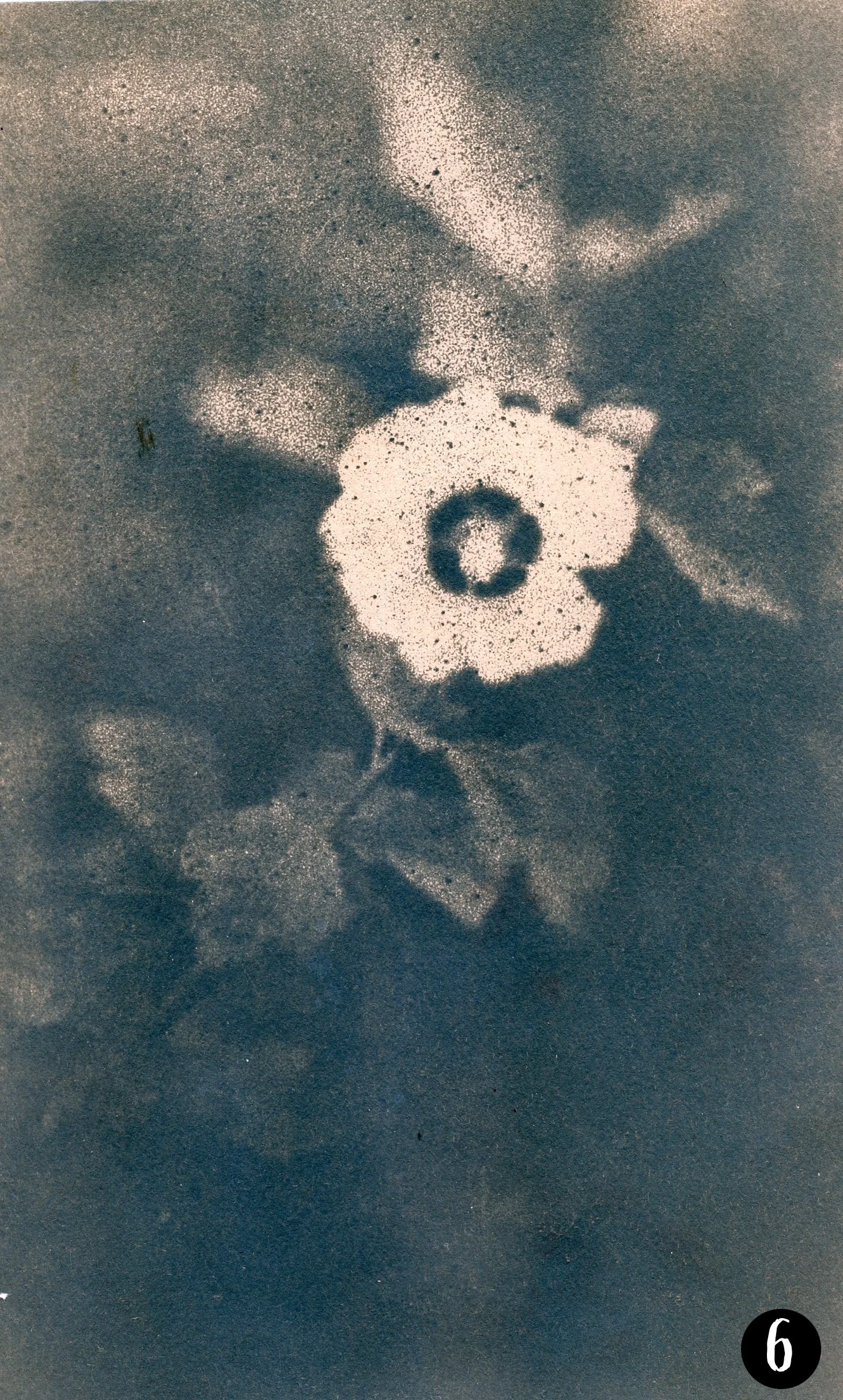 Magnolia006 number.jpg