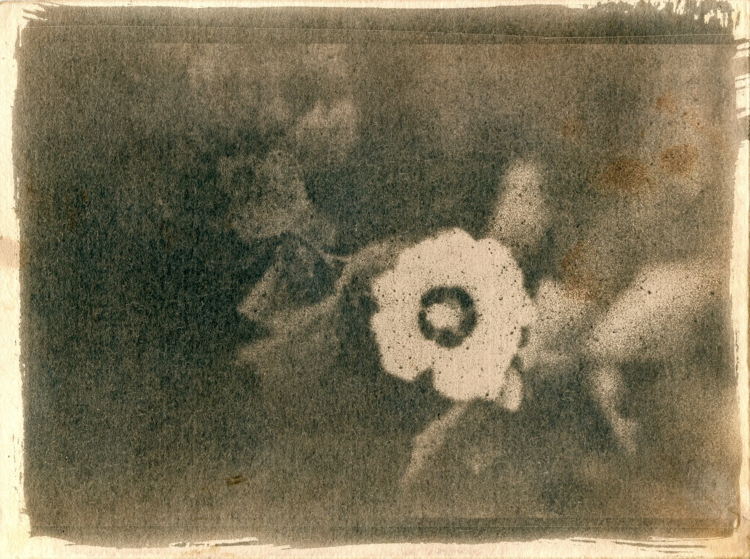 Magnolia005.jpg