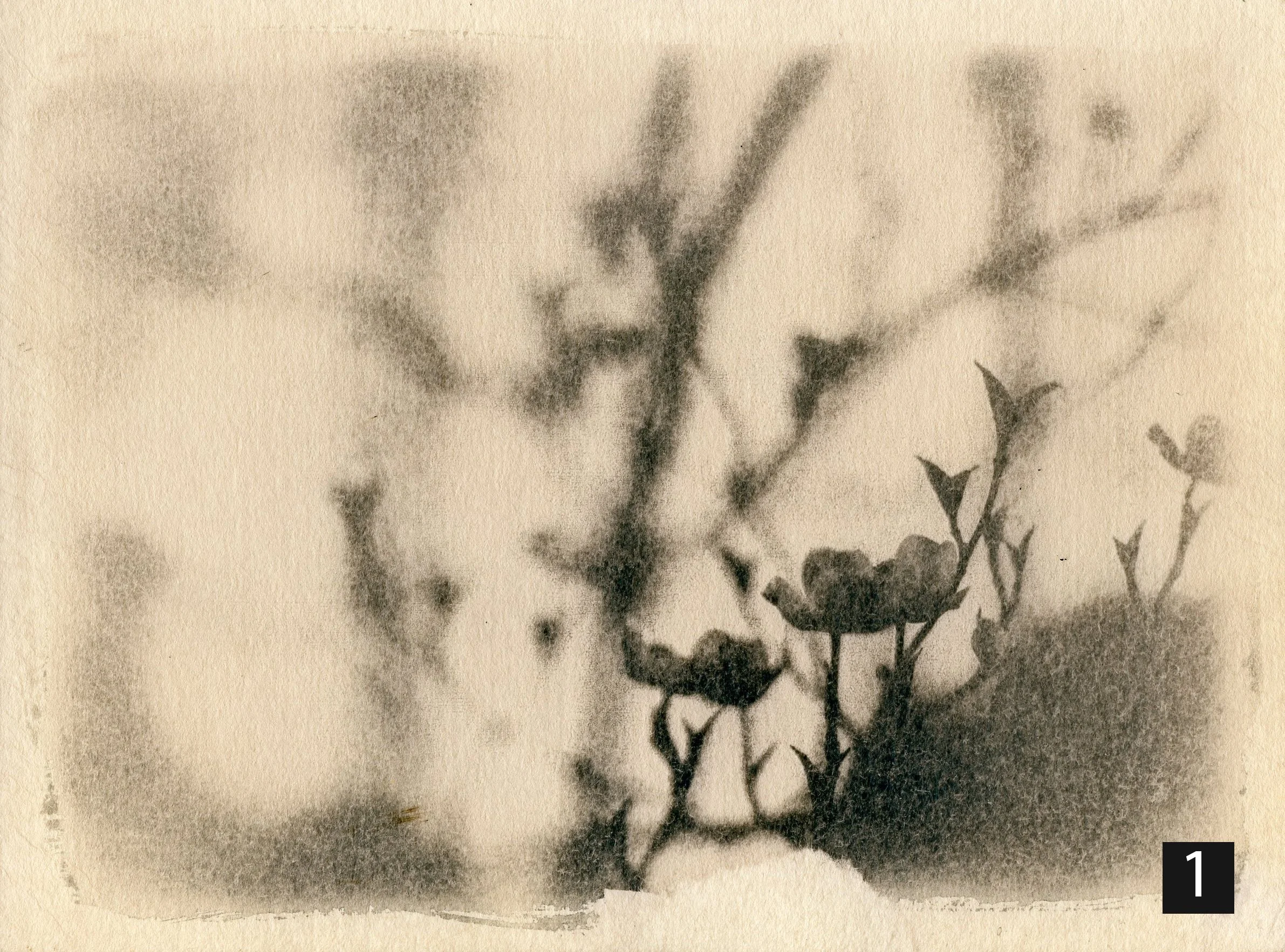 Dogwood001 number.jpg