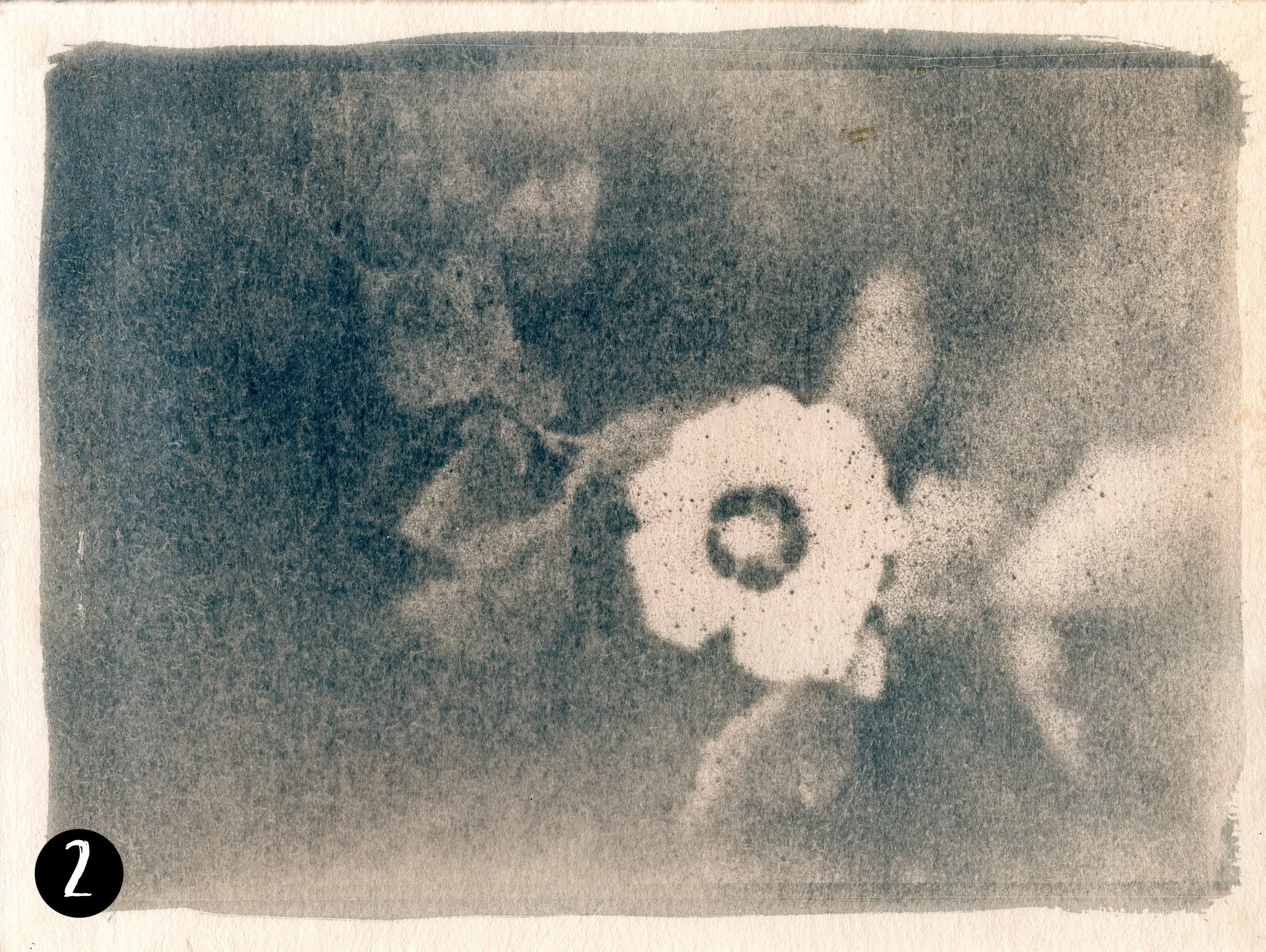 Magnolia002 number.jpg