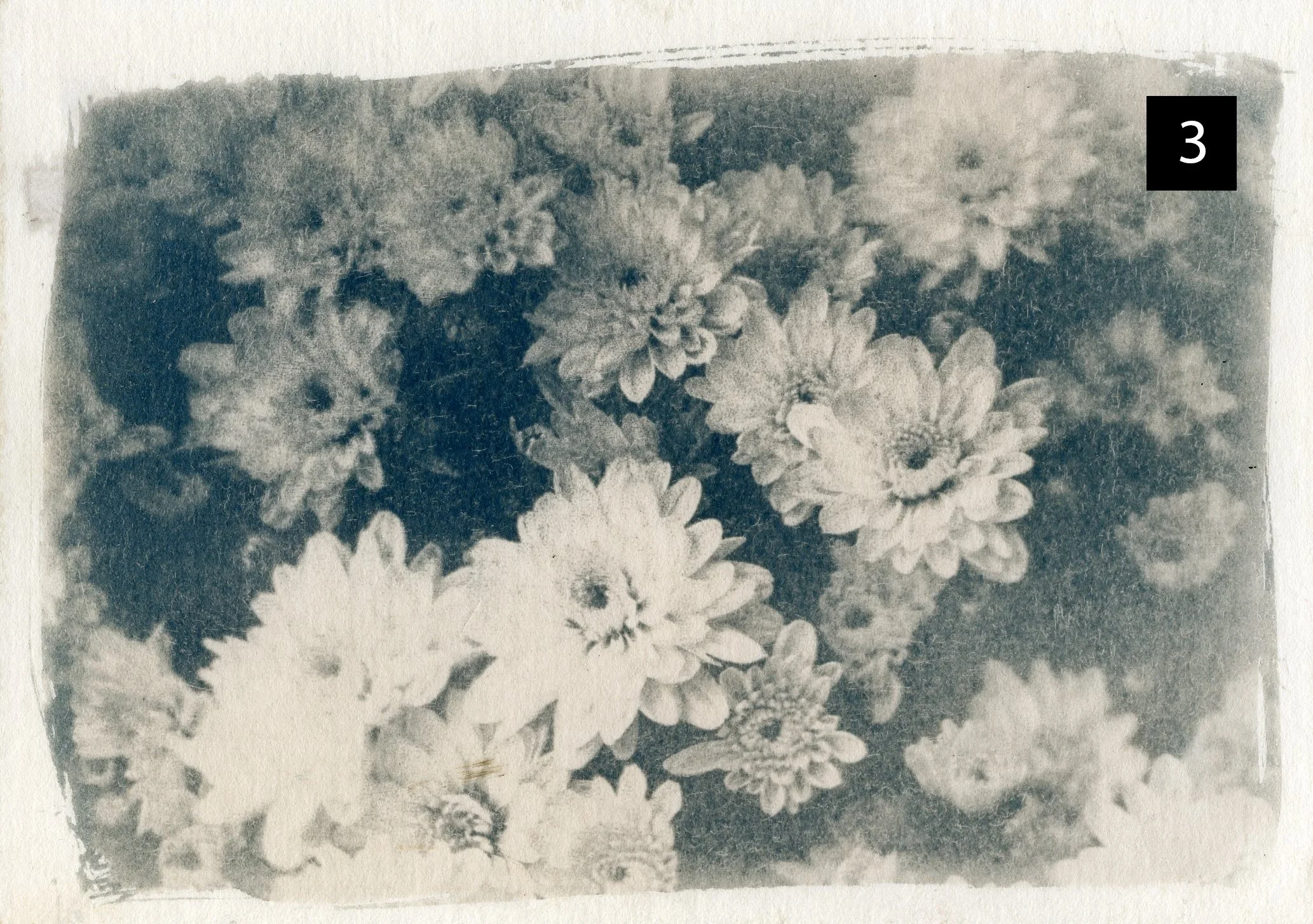 Flowers003 number.jpg