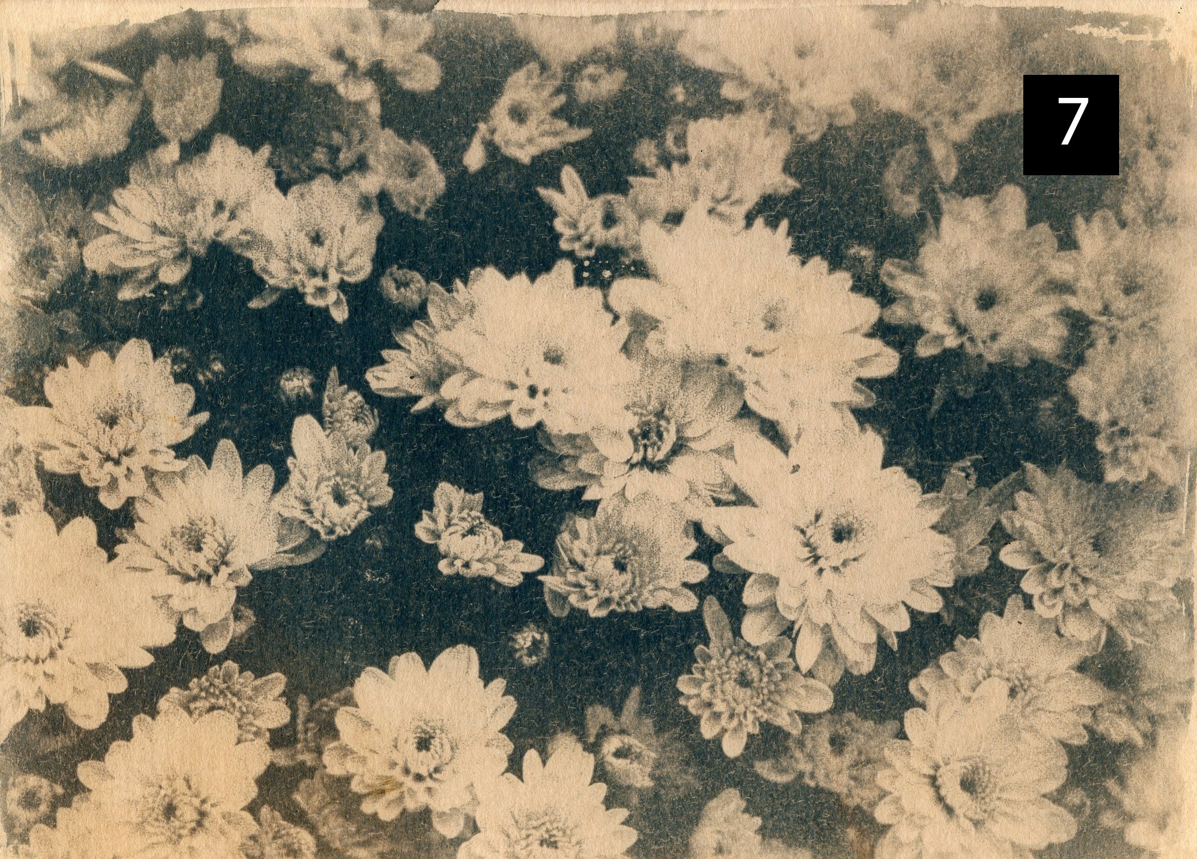 Flowers007 number.jpg