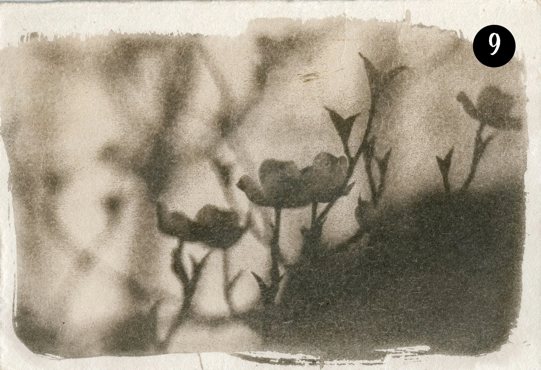 Dogwood009 number.jpg