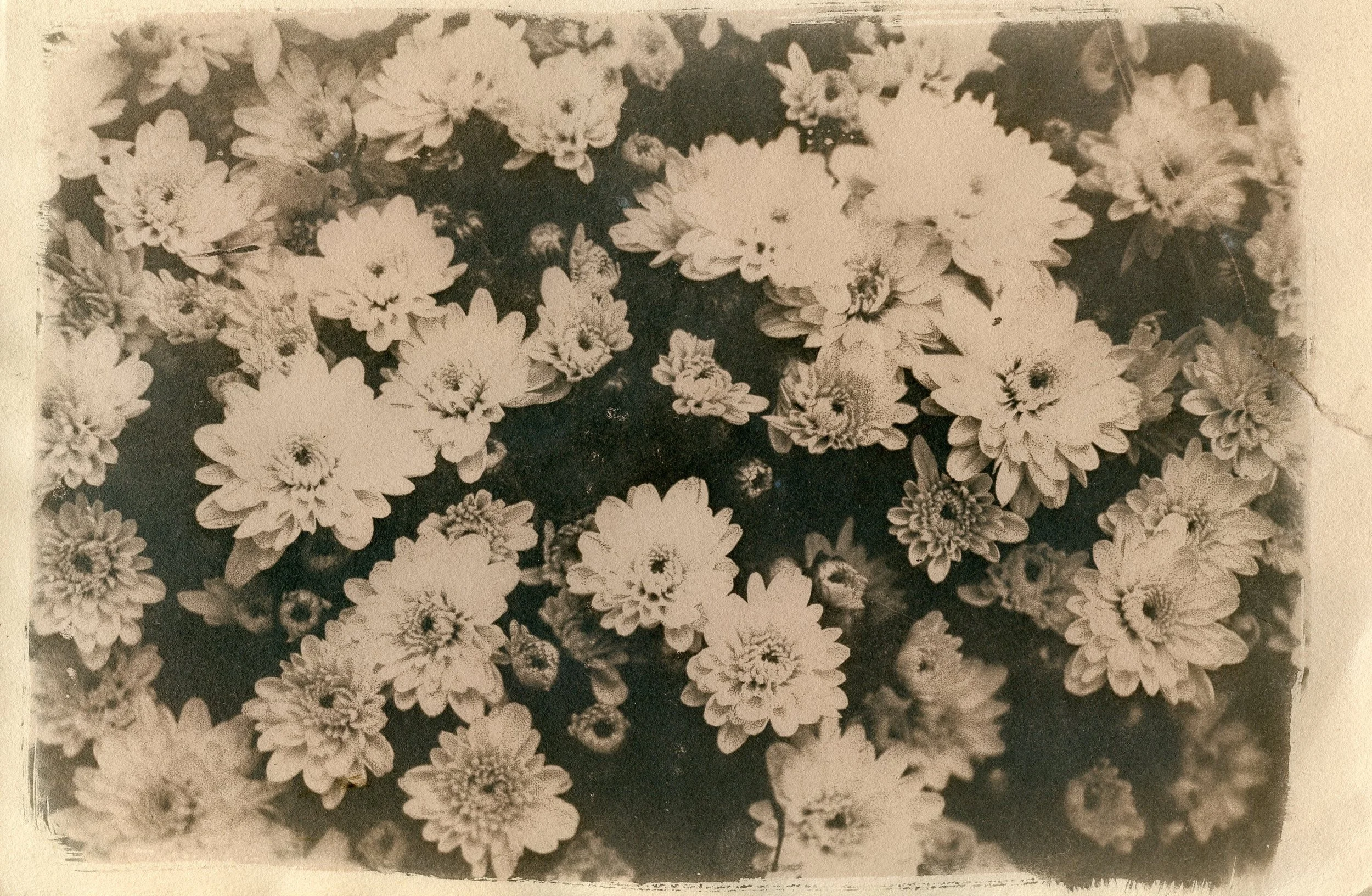 Flowers002.jpg