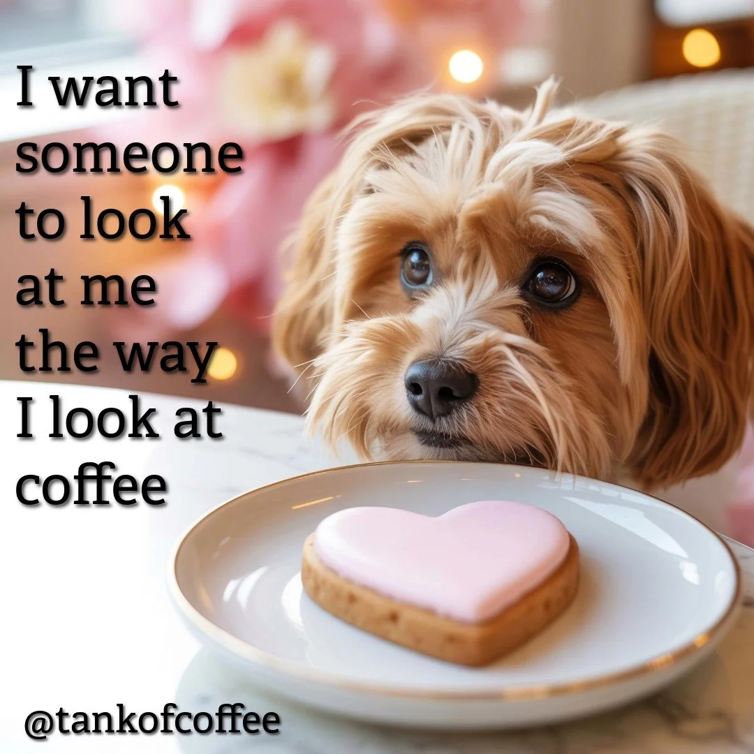 Which coffee do you look longingly at?

#coffee #longing #tankofcoffee