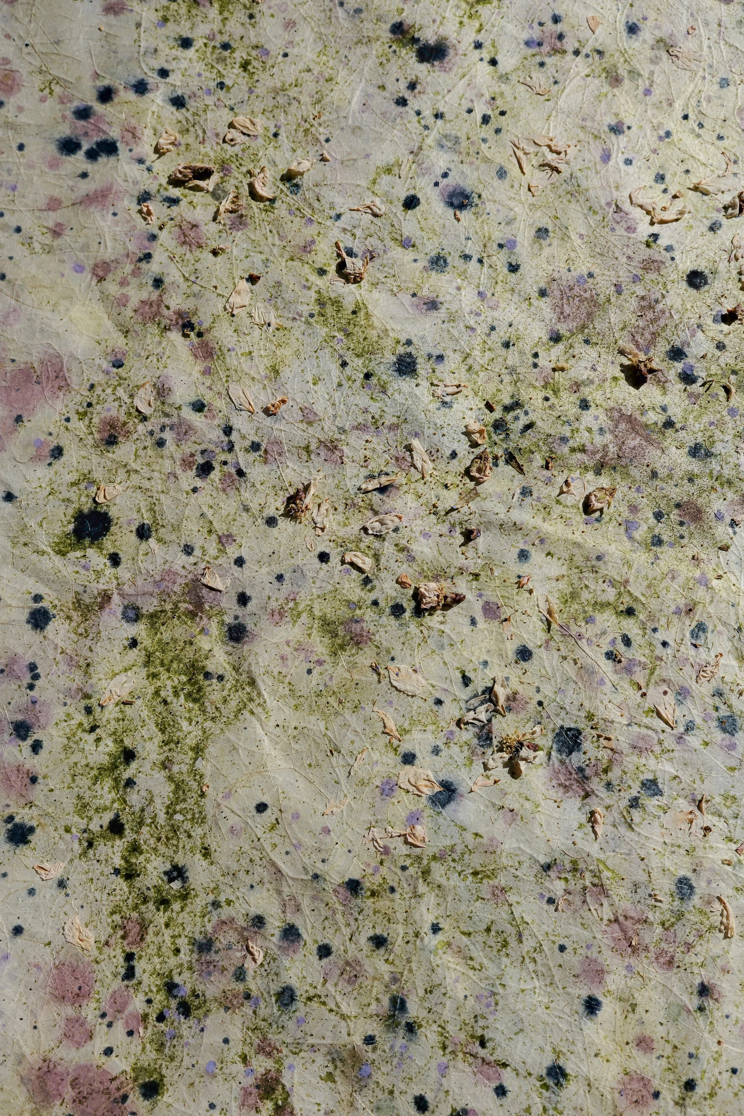 flor ametller i ulva lactuca.JPG