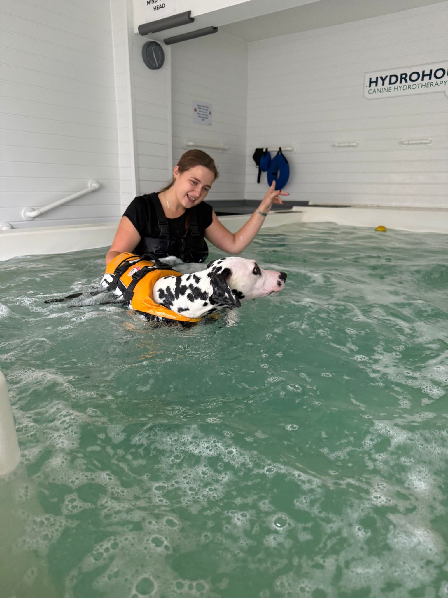 A woman is smiling and in a swimming pool with a Dalmatian dog wearing an orange life jacket, during a canine hydrotherapy session at Hydrohounds Canine Hydrotherapy & wellness centre