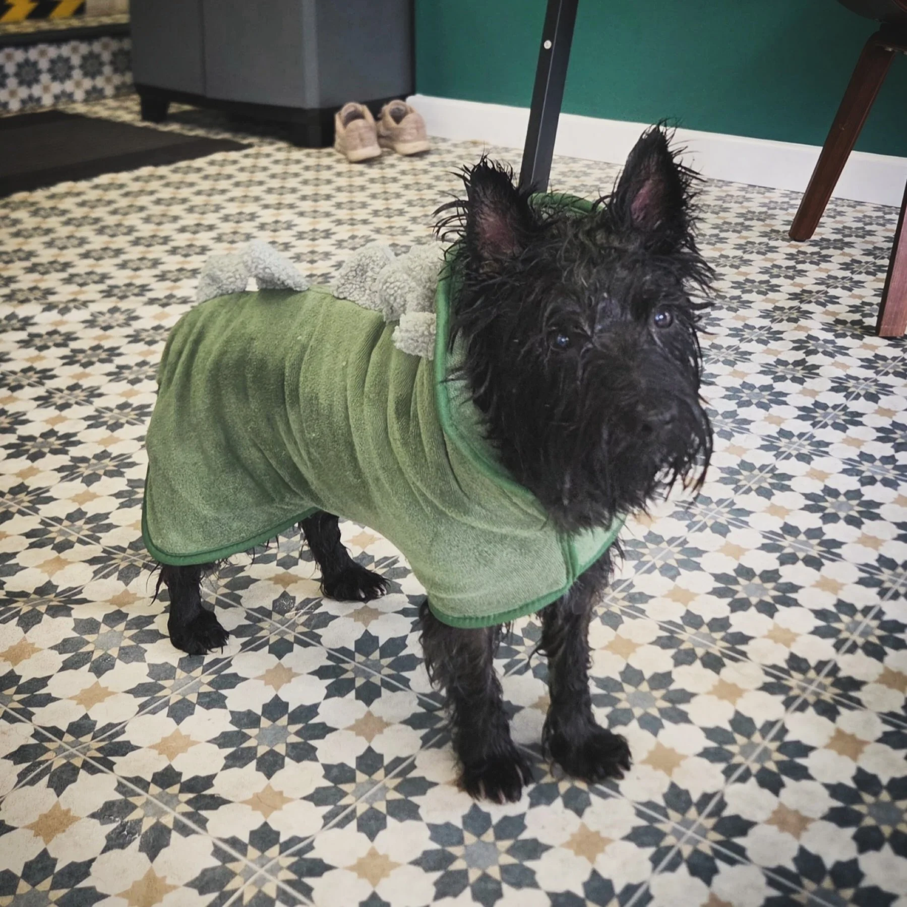 Happy 15th Birthday to Kobe! 🎉💙🥳

Our oldest pooch at Hydrohounds is still going strong &amp; LOVES his swims with Klaudia! You&rsquo;d never think he was 15 if you met him, such a fit and gentle senior boy! 

#hydrotherapy #caninehydrotherapy #ha