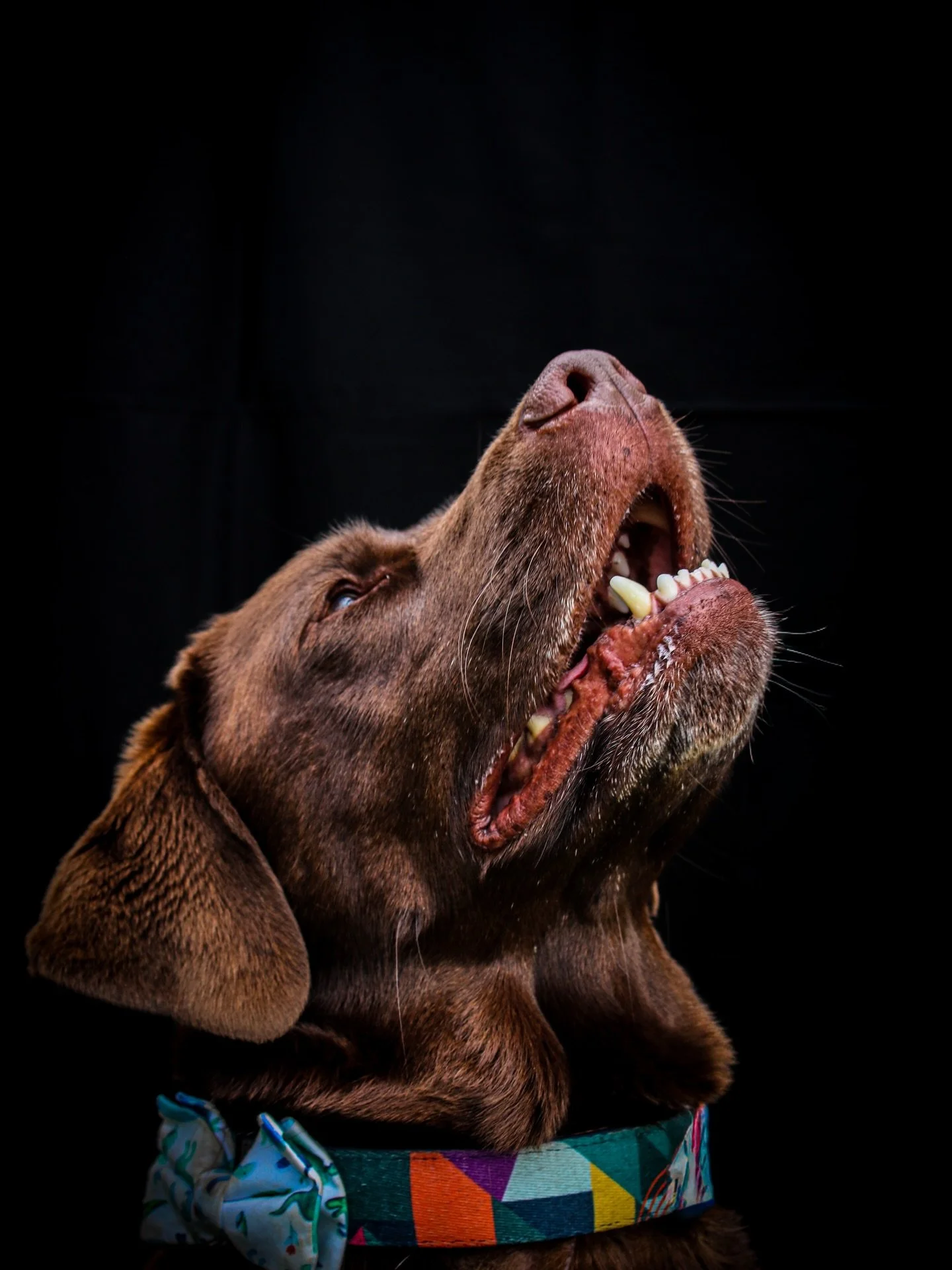 Can we all be in AWE of how handsome our resident good boy, Rolo looks in this photo?! 😍

It&rsquo;s SO good, you could be fooled in to believing that he doesn&rsquo;t eat poop 💩, steal our lunches 🥪 or harass old ladies for treats.

Credit to Zar