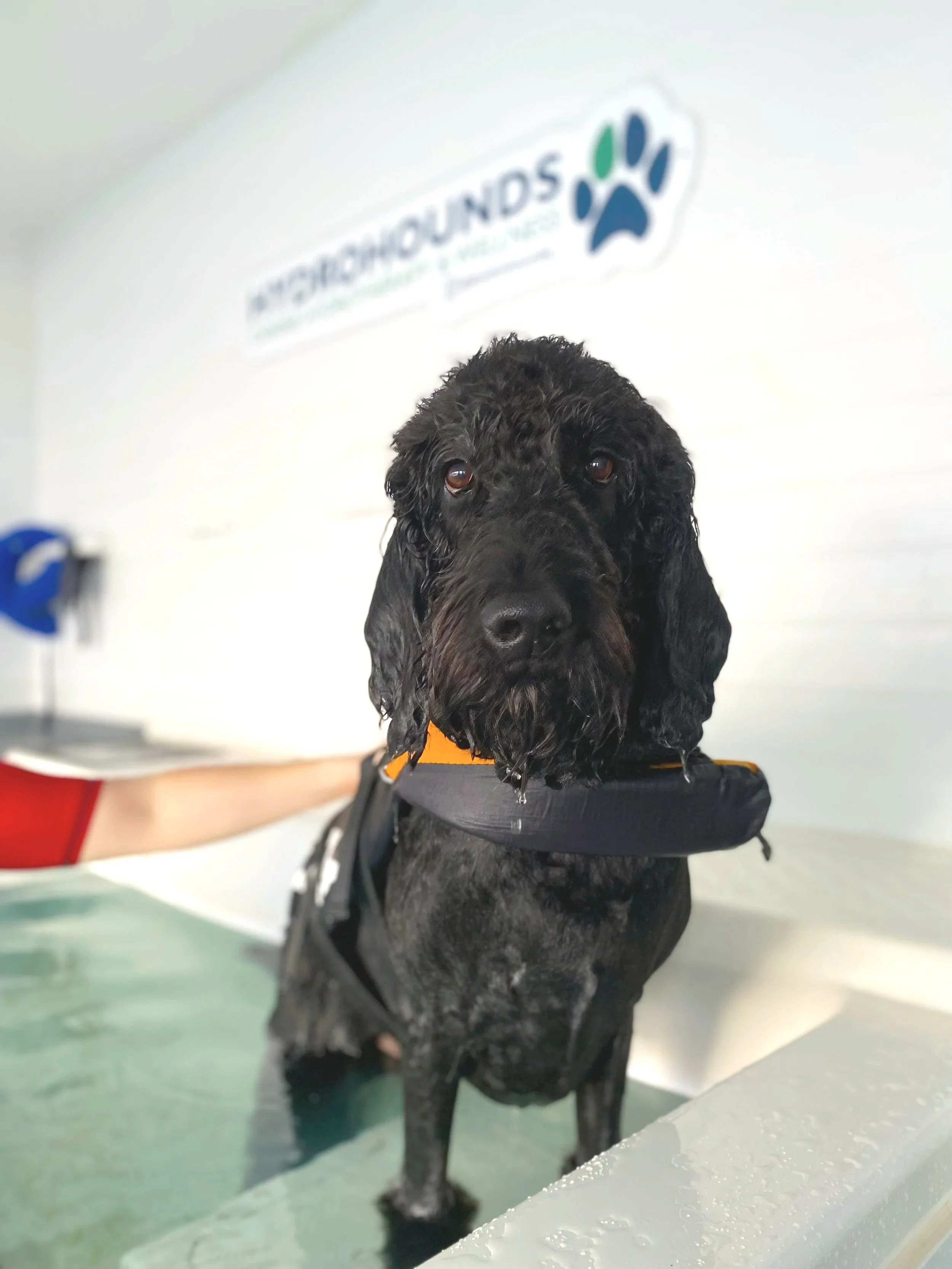Dog undergoing hydrotherapy treatment at Hydrohounds Hydrotherapy based in Stockport and Greater Manchester.
