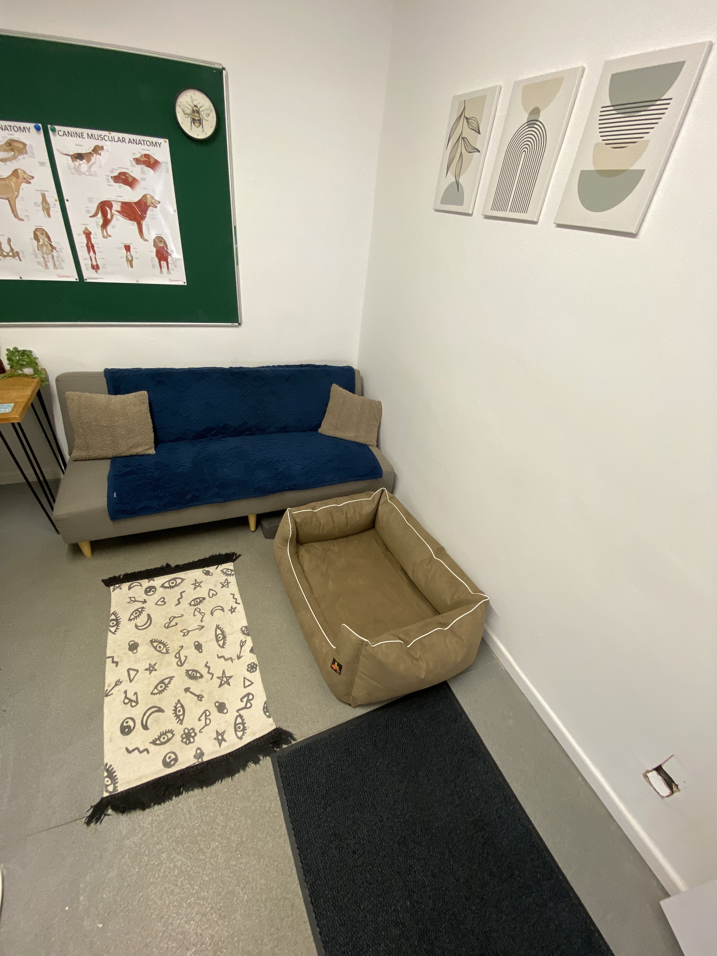 In a dog hydrotherapy & veterinary physiotherapy facility.