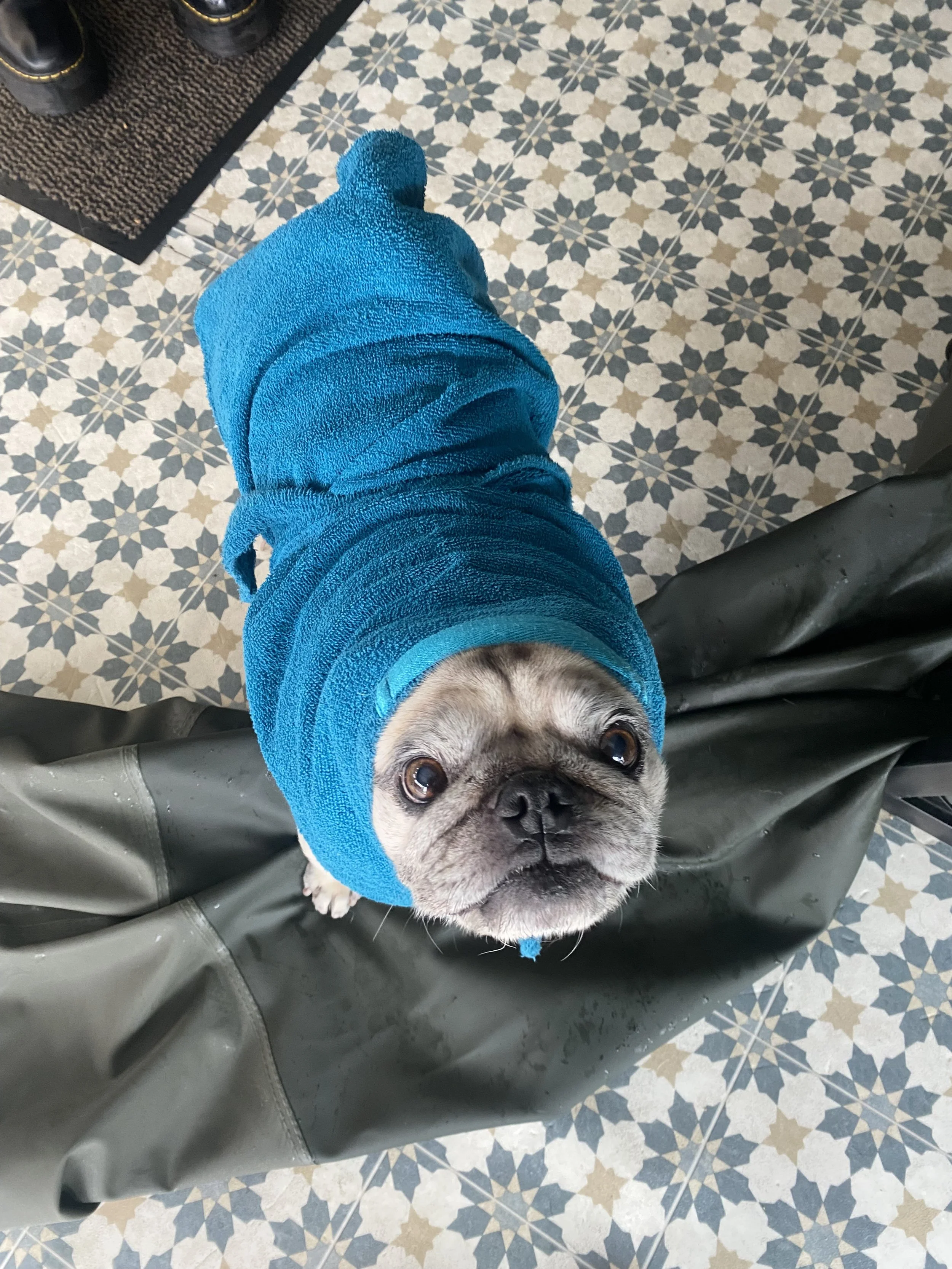 A pug dog wearing a blue towel costume, looking up at the camera with large eyes on a patterned tile floor at Hydrohounds Canine Hydrotherapy & wellness centre