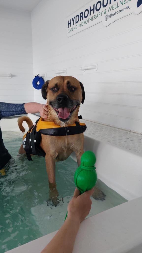 Dog participating in dog hydrotherapy session in a white tank, wearing a yellow flotation device, with a person holding a green rubber toy in front of the dog. in dog hydrotherapy & veterinary physiotherapy facility.