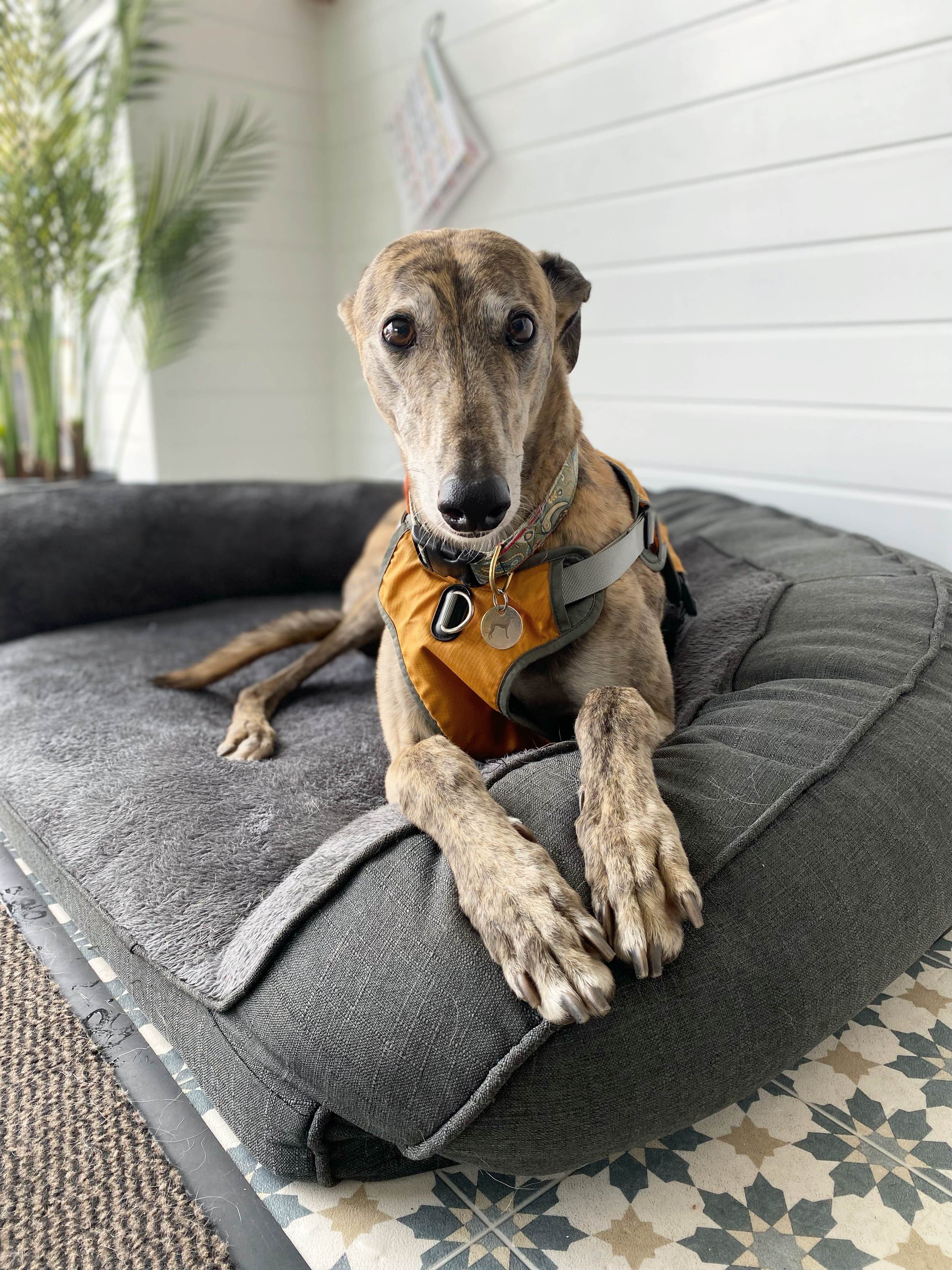 A dog with a brindle coat and wearing a harness with a metal tag, lying on a gray cushion on a patterned tile floor. There is a wooden panel wall and a plant in the background.