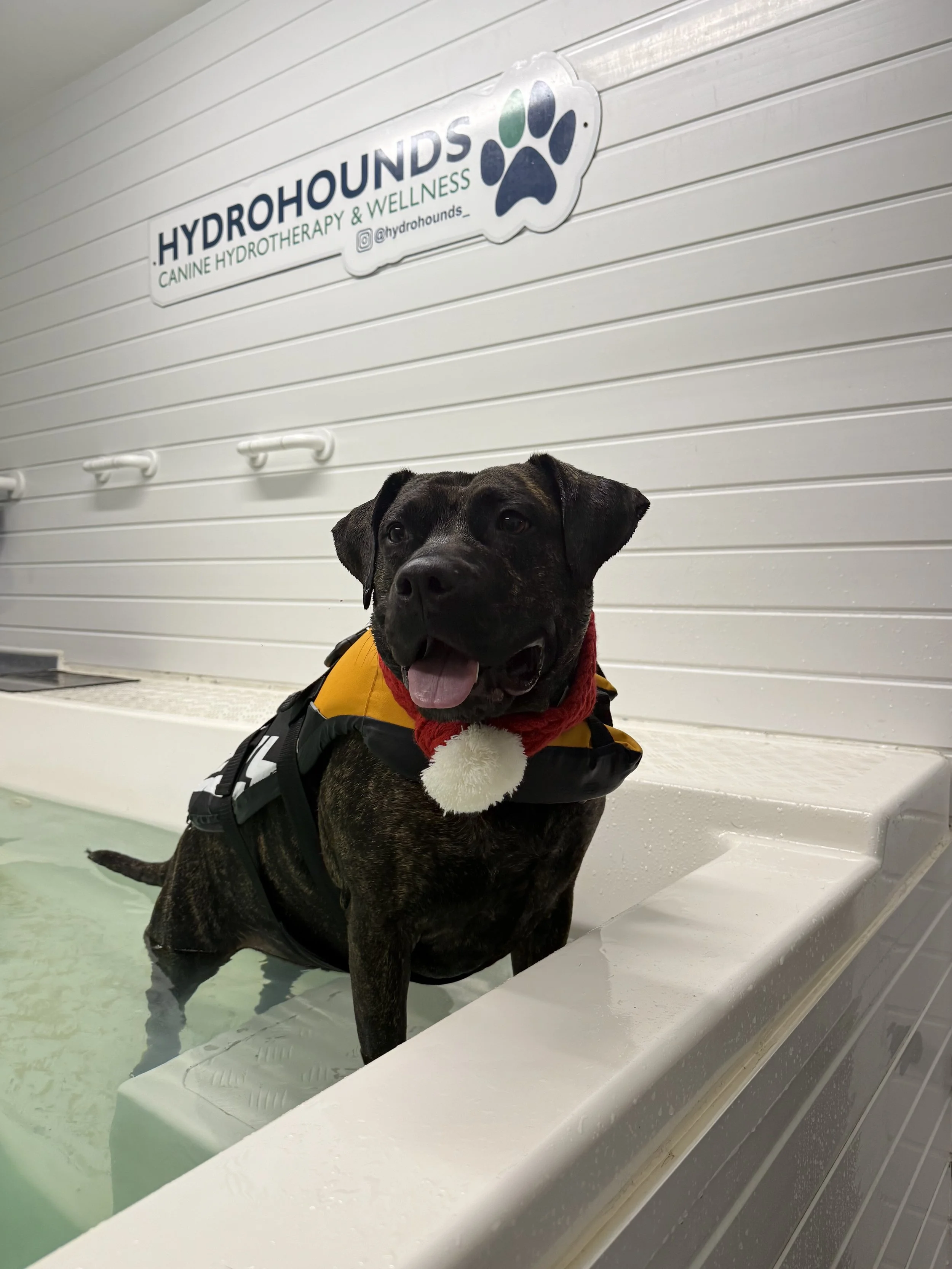 A happy dog wearing a red collar with a white pom-pom, sitting in a hydrotherapy pool at a canine wellness center, with a sign that reads 'HYDROHOUNDS Canine Hydrotherapy & Wellness' in the background.