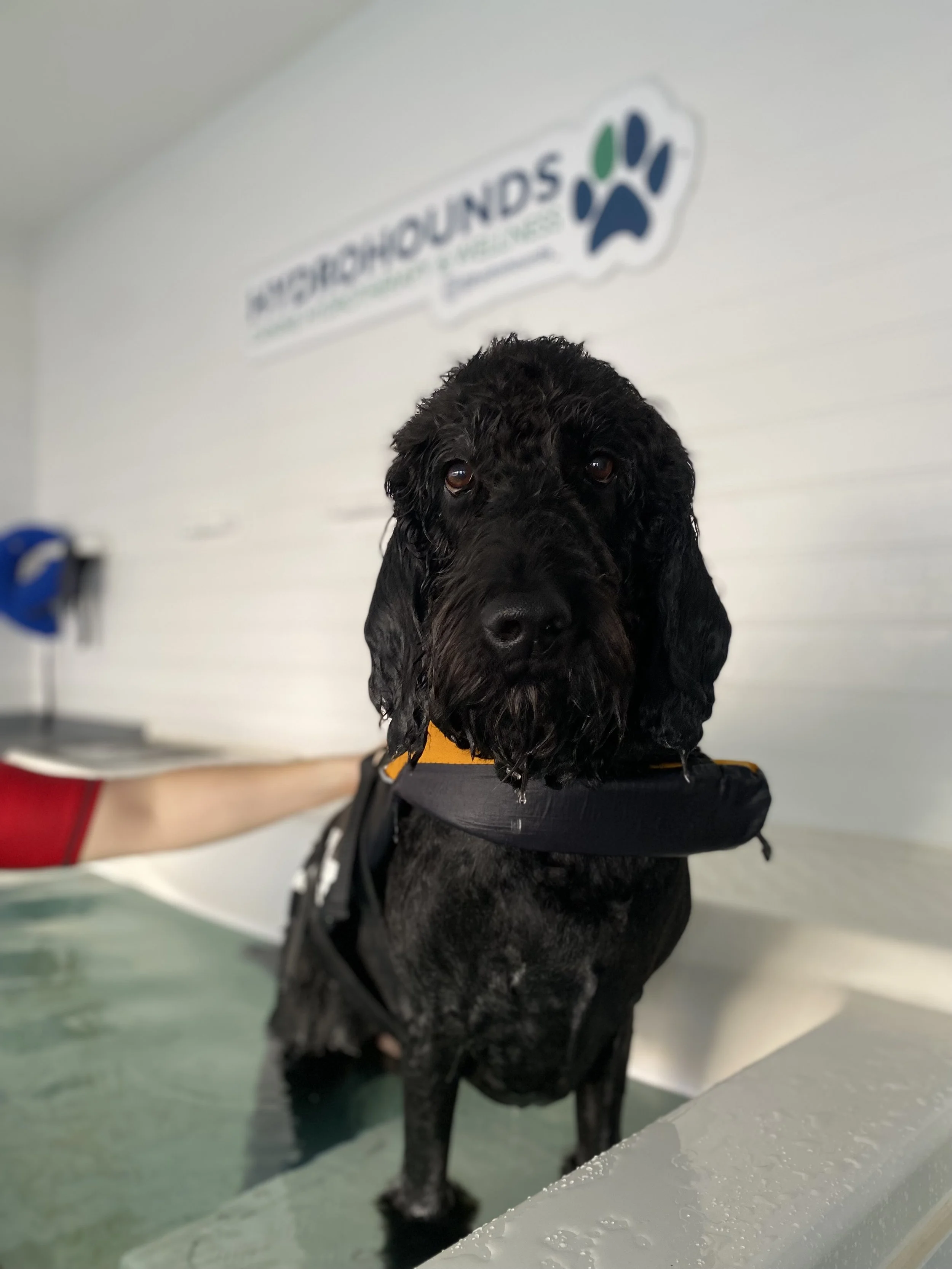 Black dog with a harness standing in water tub at Hydrohounds Canine Hydrotherapy & wellness centre