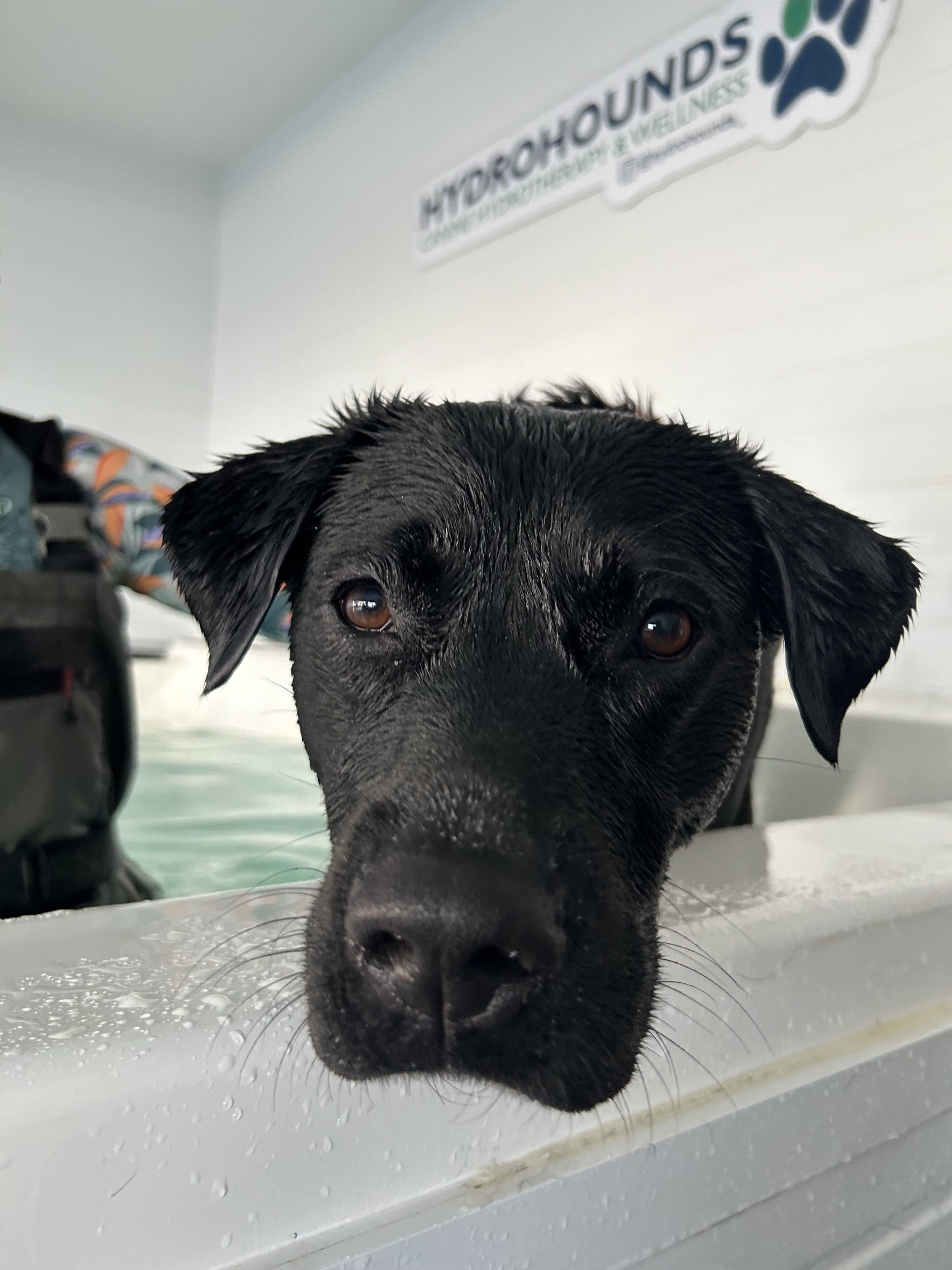 A black dog with wet fur resting its head on the edge of a white dog hydrotherapy pool, with water droplets on the tub and a sign in the background that says 'hydrohounds'.