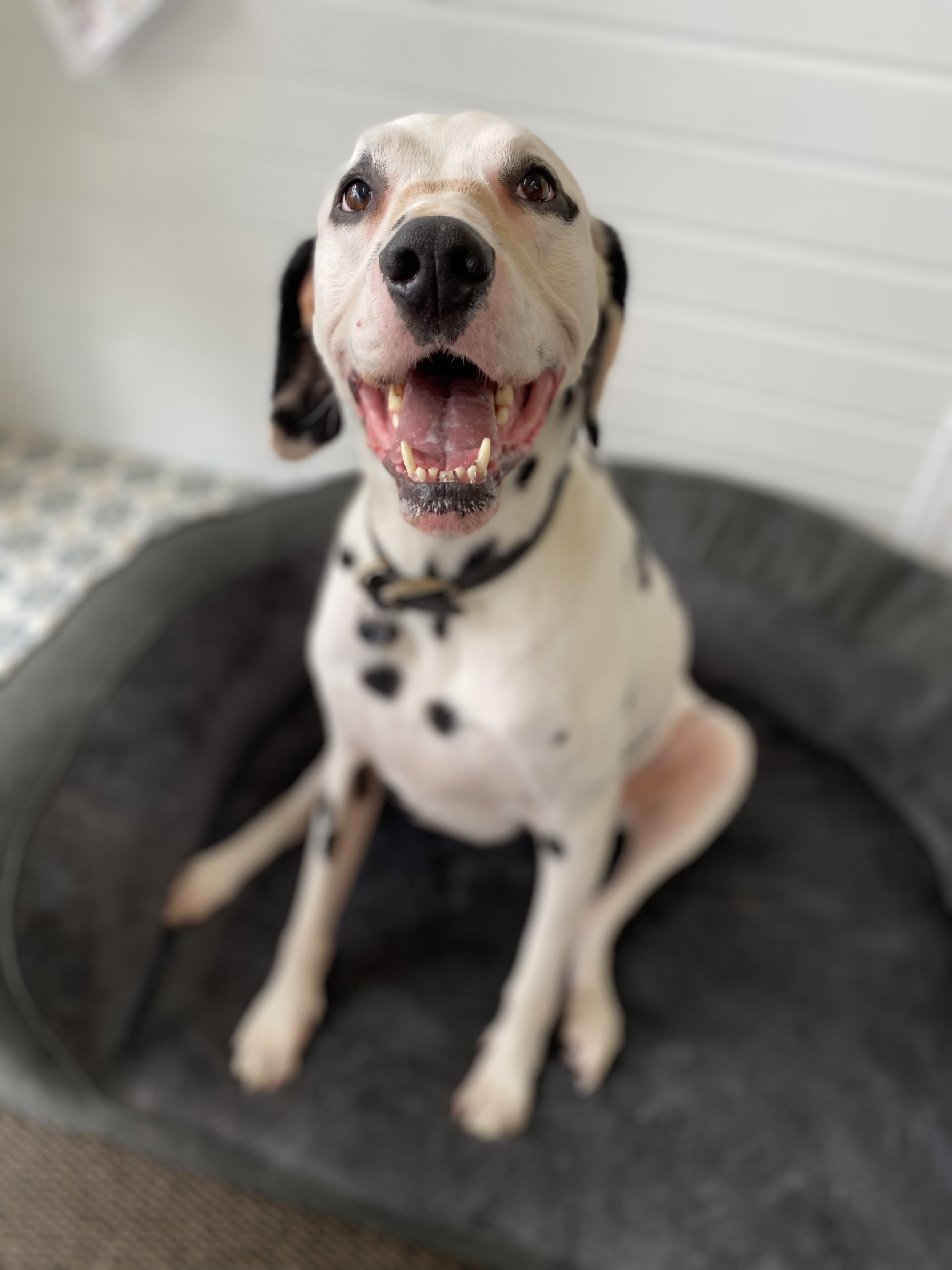 Happy Dalmatian dog sitting on a black cushioned bed, smiling with its mouth open, showing teeth, and looking at the camera.