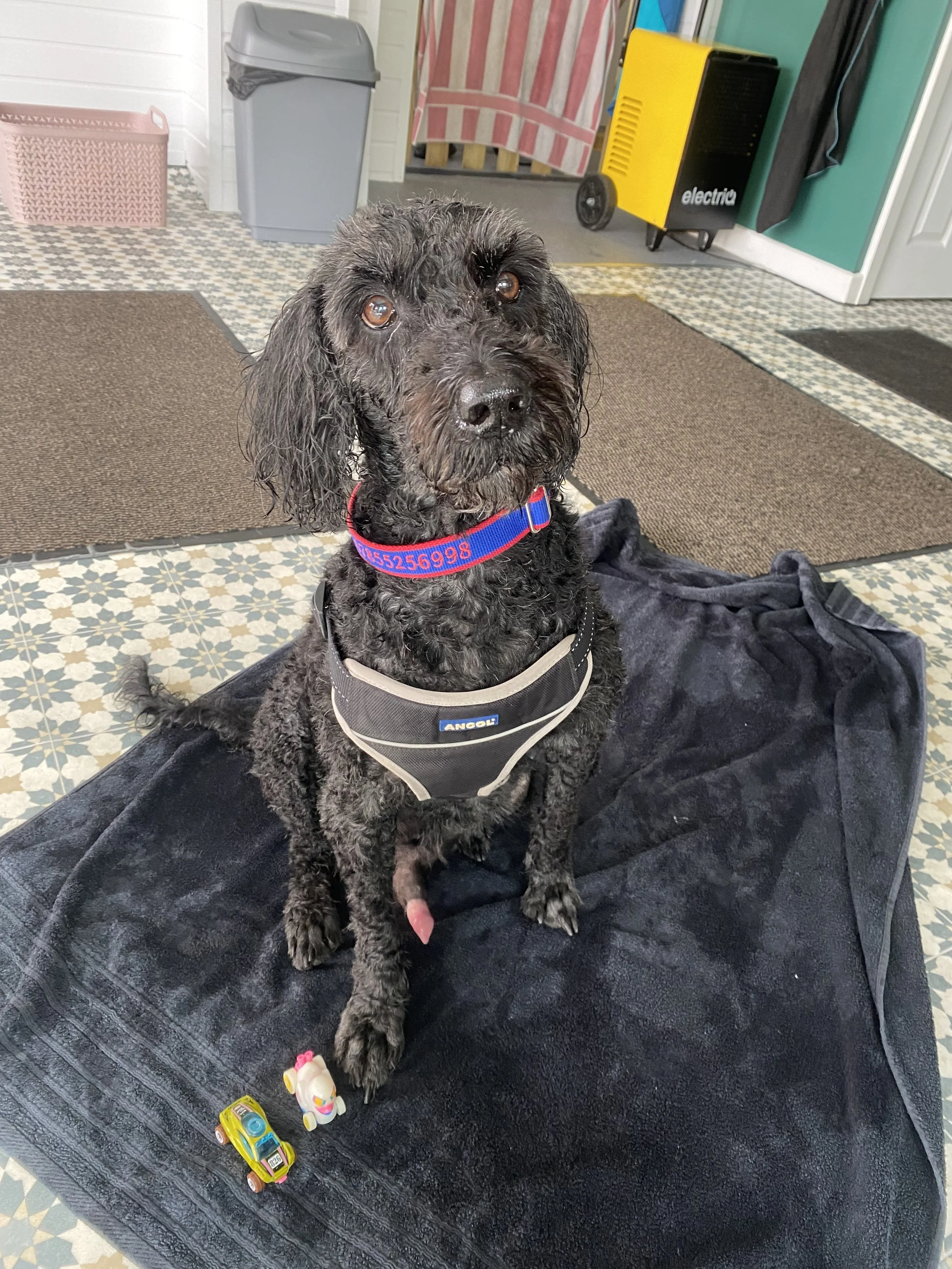 A black dog with curly fur sitting on a black towel at Hydrohounds Canine Hydrotherapy & wellness centre