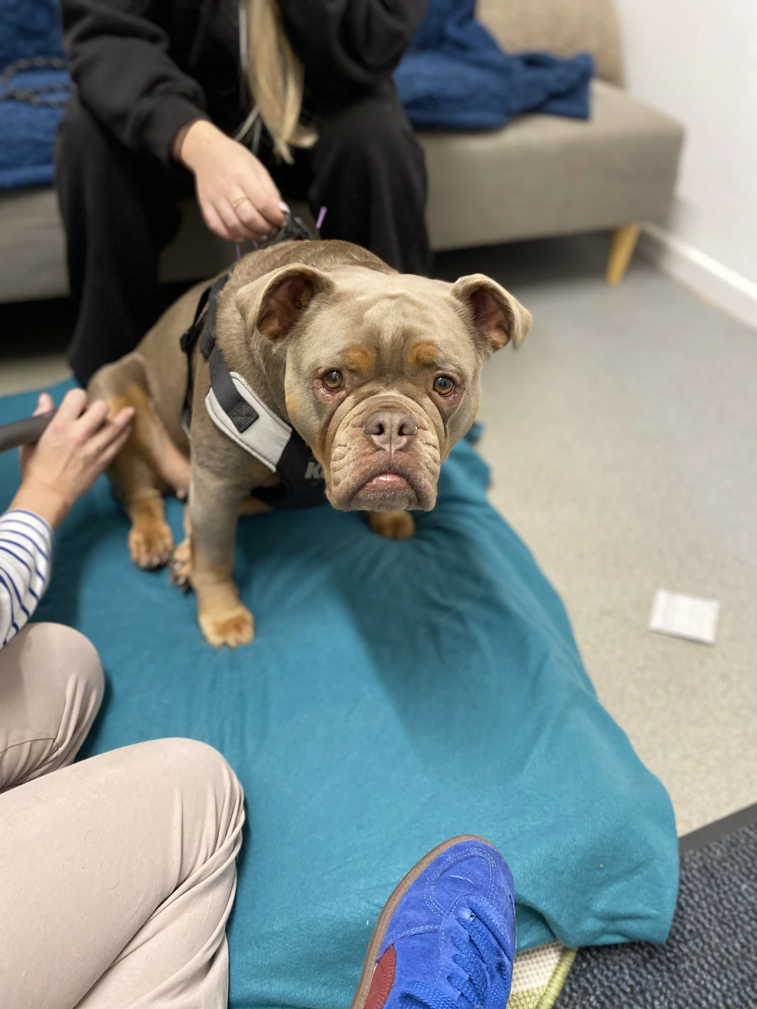 A brown and tan dog, possibly a bulldog, sitting on a blue surface, looking directly at the camera with a serious expression while having veterinary acupuncture at Hydrohounds Canine Hydrotherapy & wellness centre