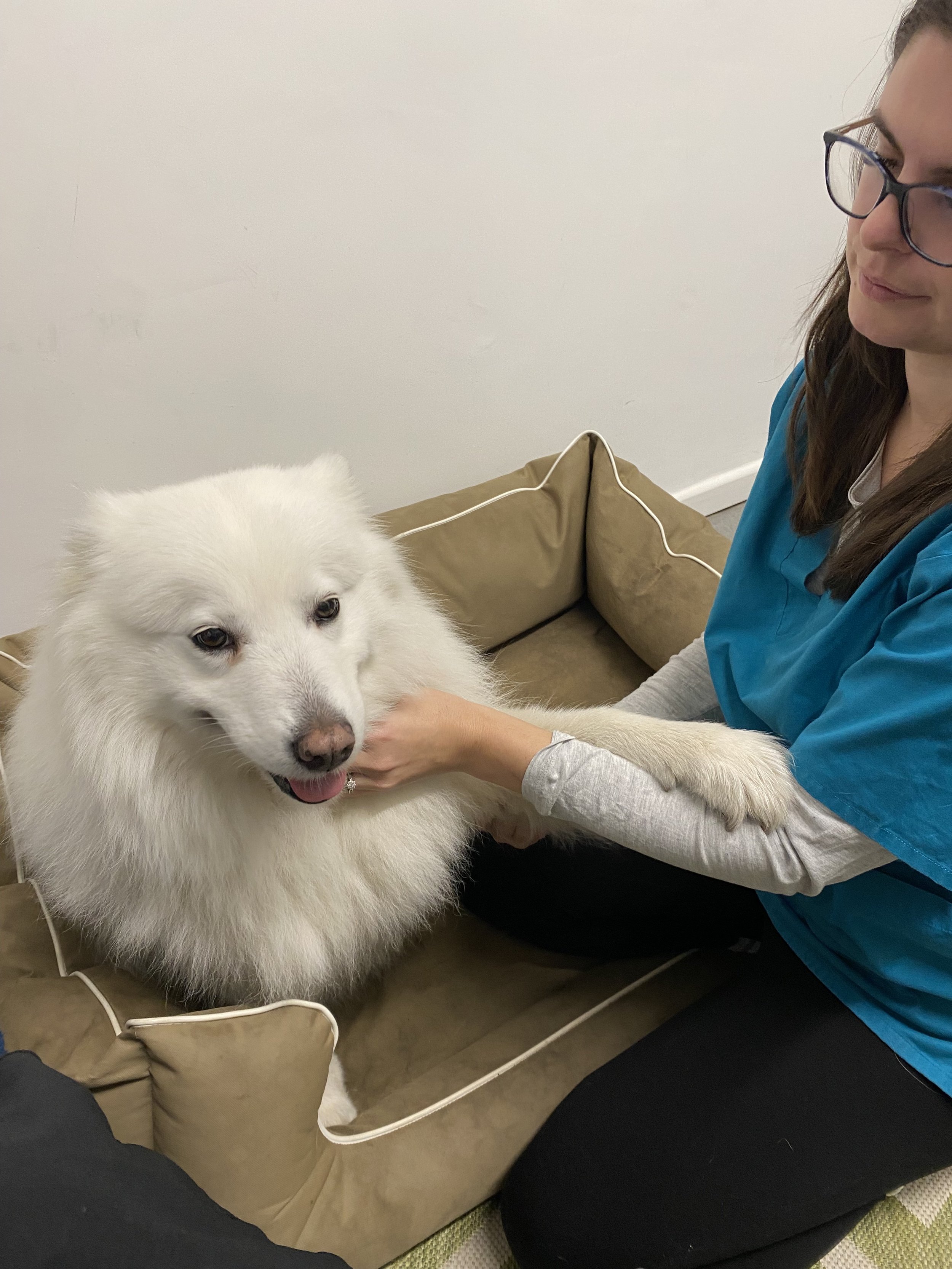 A woman in blue scrubs doing acupuncture treatment holding a white fluffy dog in a beige pet bed at Hydrohounds Canine Hydrotherapy & wellness centre