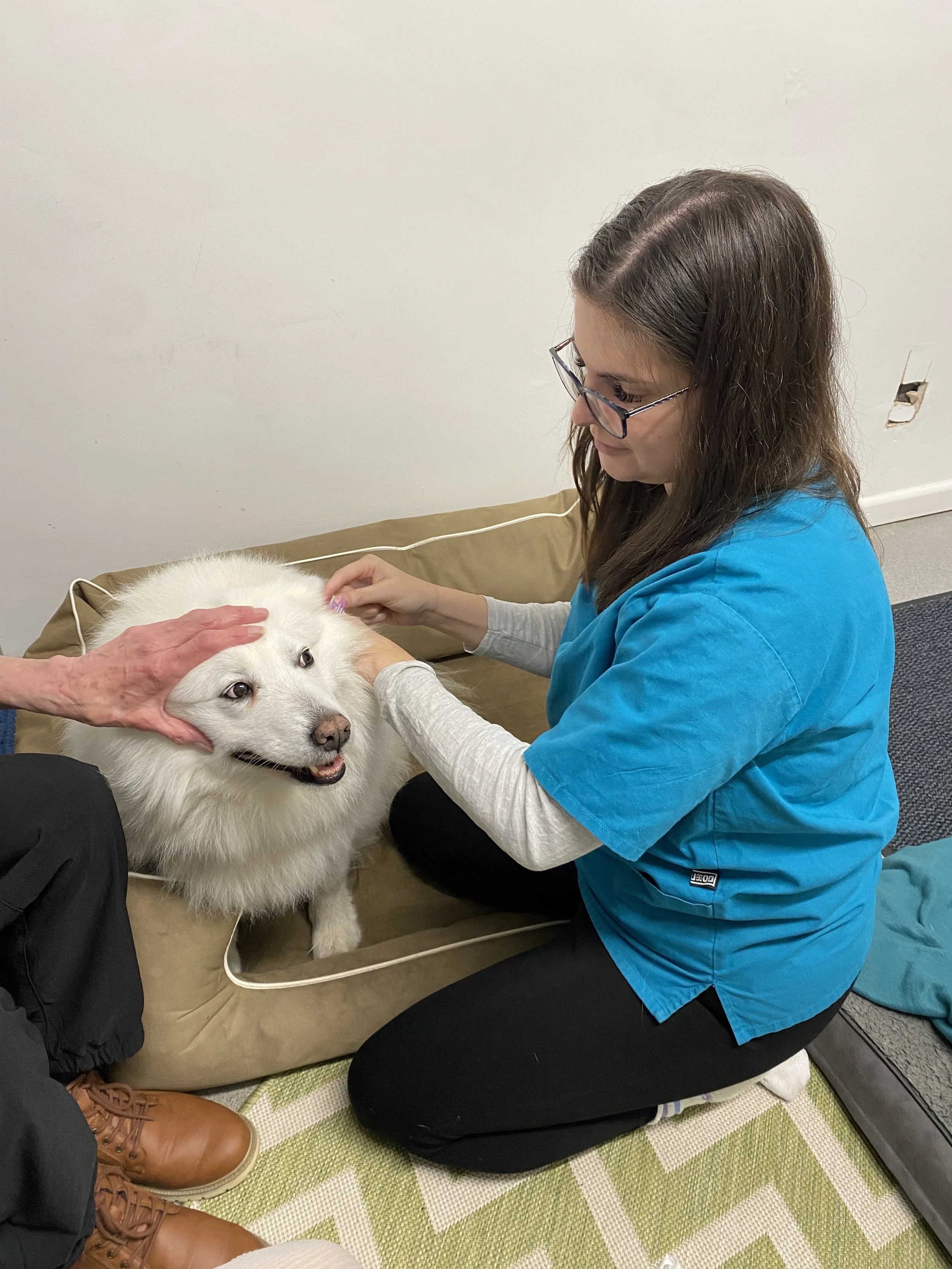 A woman kneeling on the floor, wearing glasses and a blue scrubs, tending to a white fluffy dog doing veterinary acupuncture, at Hydrohounds Canine Hydrotherapy & wellness centre