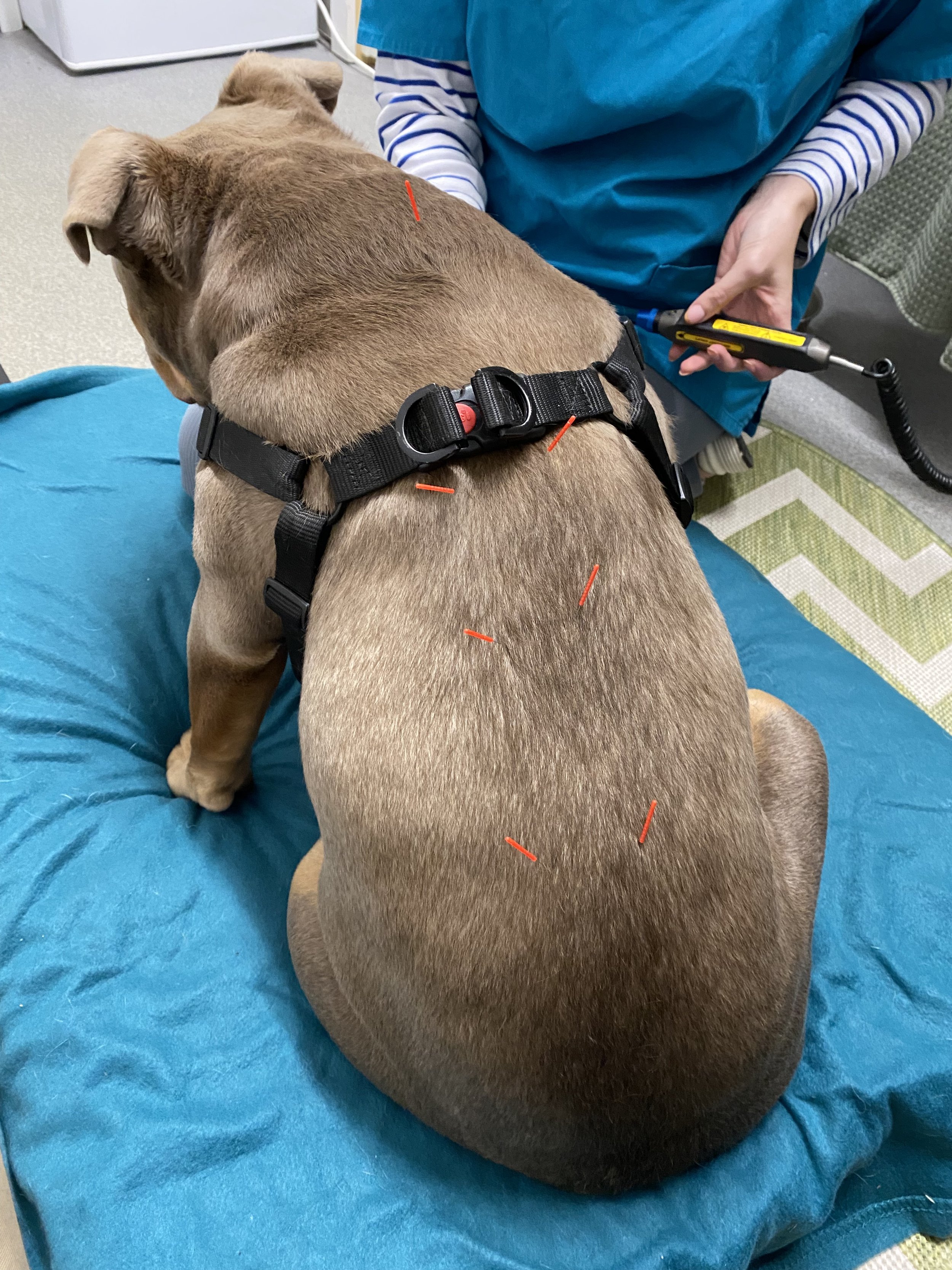 A therapy dog undergoing acupuncture treatment, lying on a blue cushion while a veterinarian or therapist administers acupuncture with thin needles on its back at Hydrohounds Canine Hydrotherapy & wellness centre