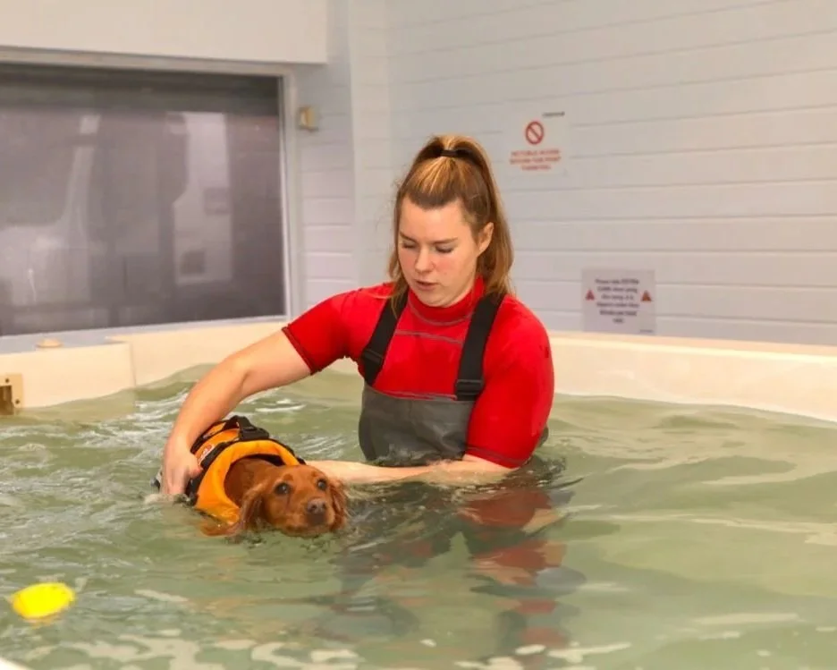 Canine Hydrotherapist, Canine hydrotherapy, dog swimming, dog hydrotherapy, dog rehabilitation, veterinary physiotherapy, veterinary acupuncture, pain clinic, chronic pain management.