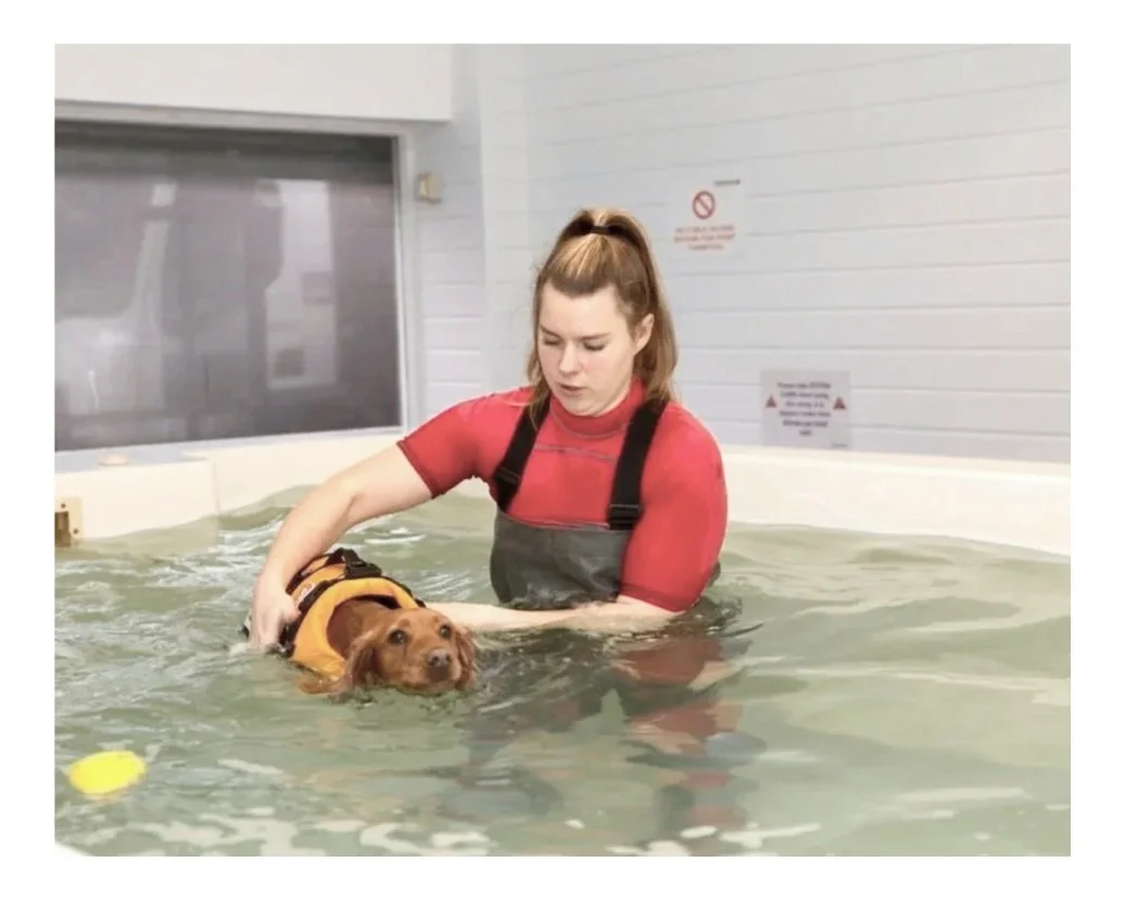 DOG HYDROTHERAPY IN CANINE HYDROTHERAPY POOL, STOCKPORT