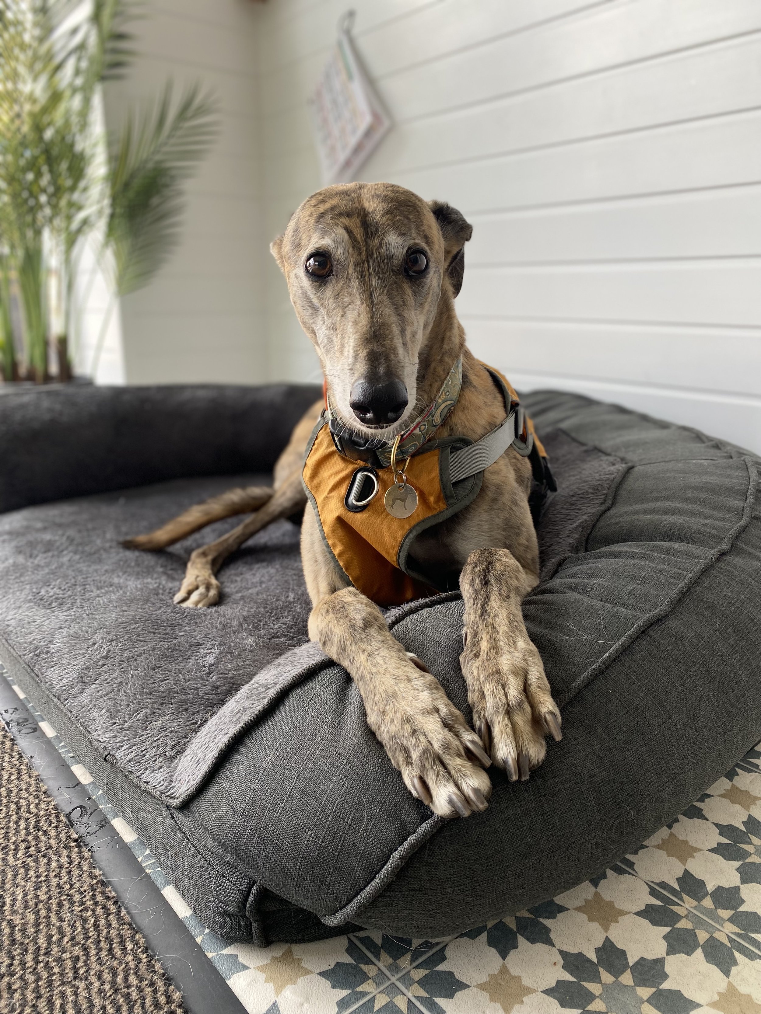 Brindle-colored dog with a harness lying on a gray dog bed indoors near a white wall and a potted plant in dog hydrotherapy & veterinary physiotherapy facility.
